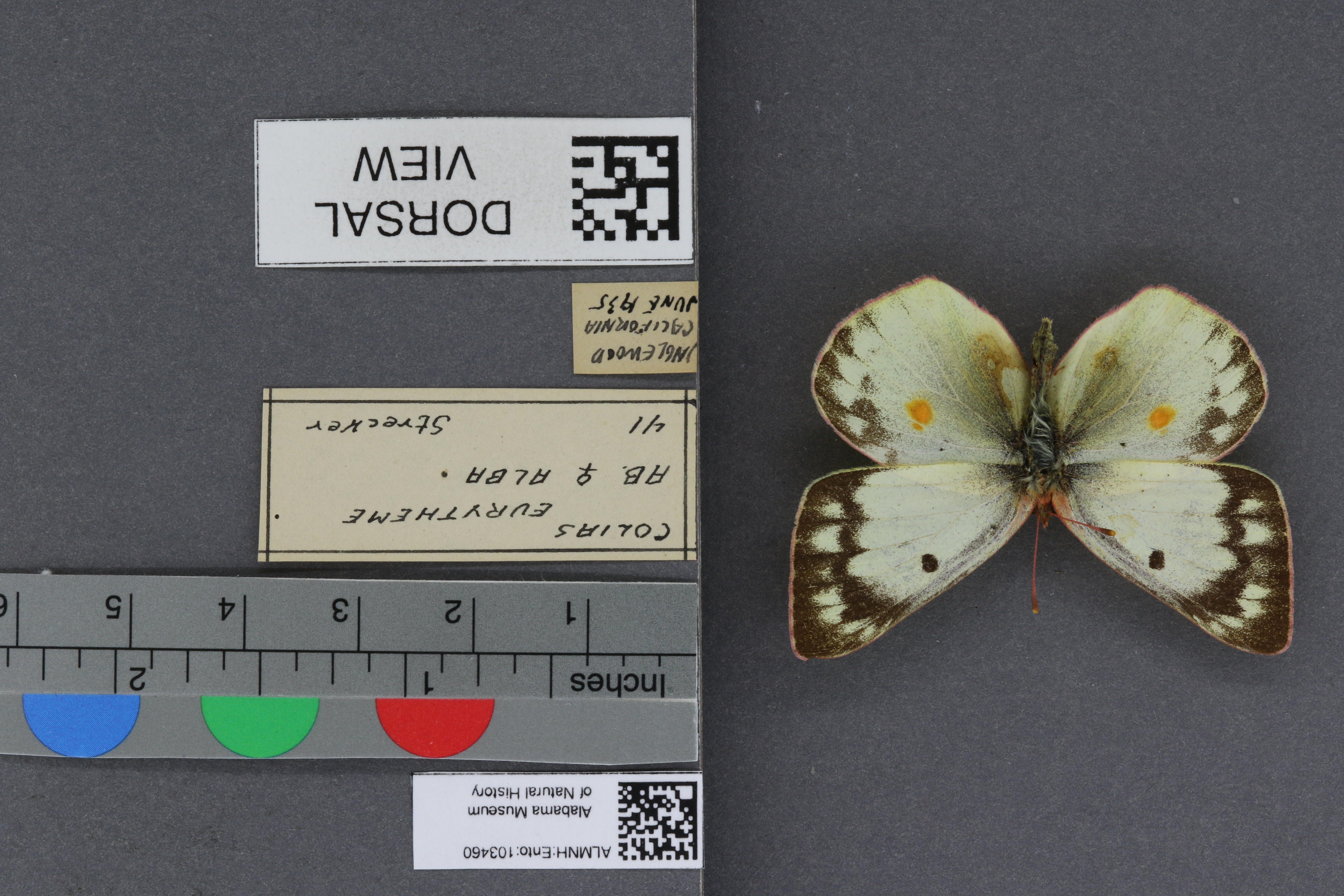 Specimen media