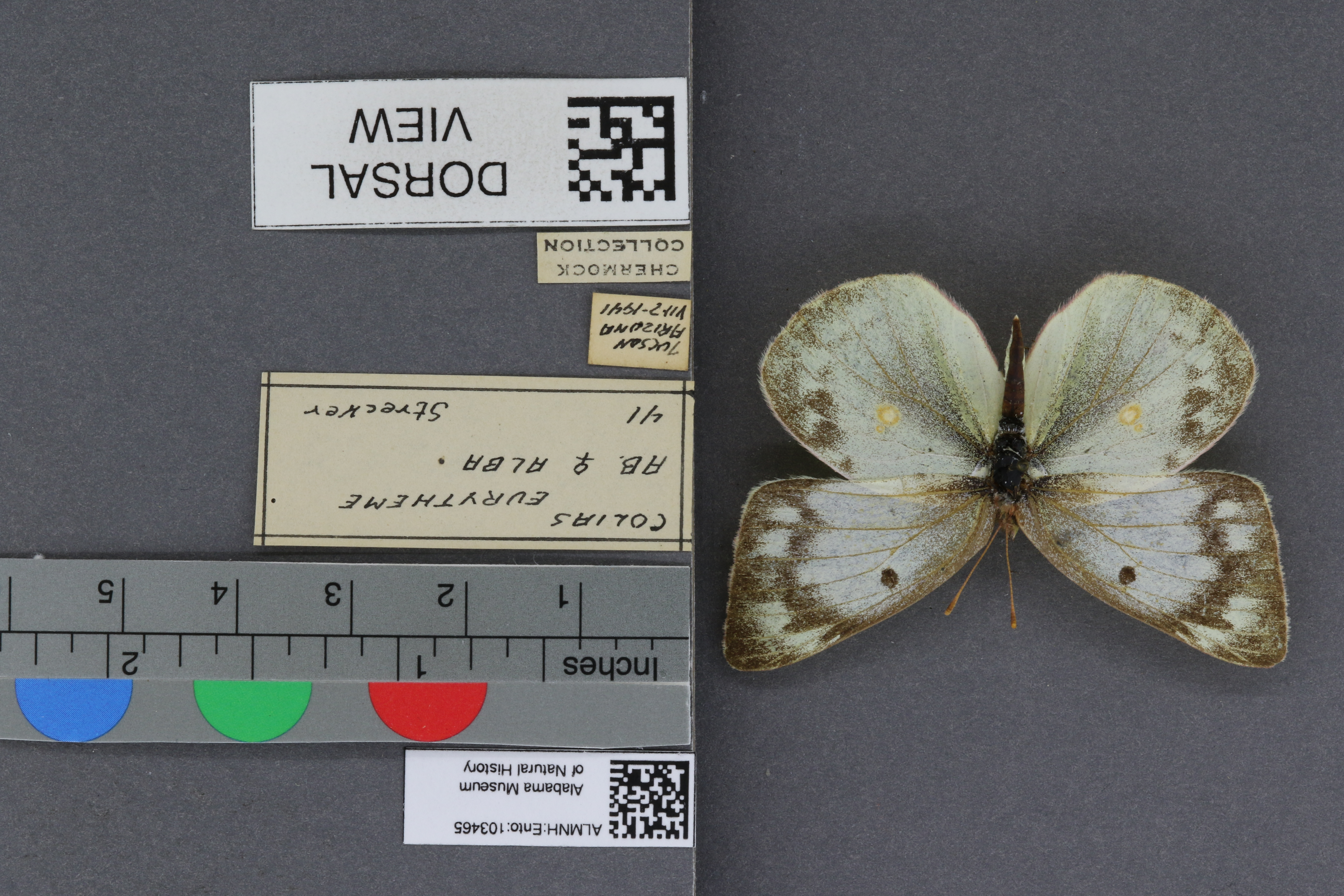 Specimen media