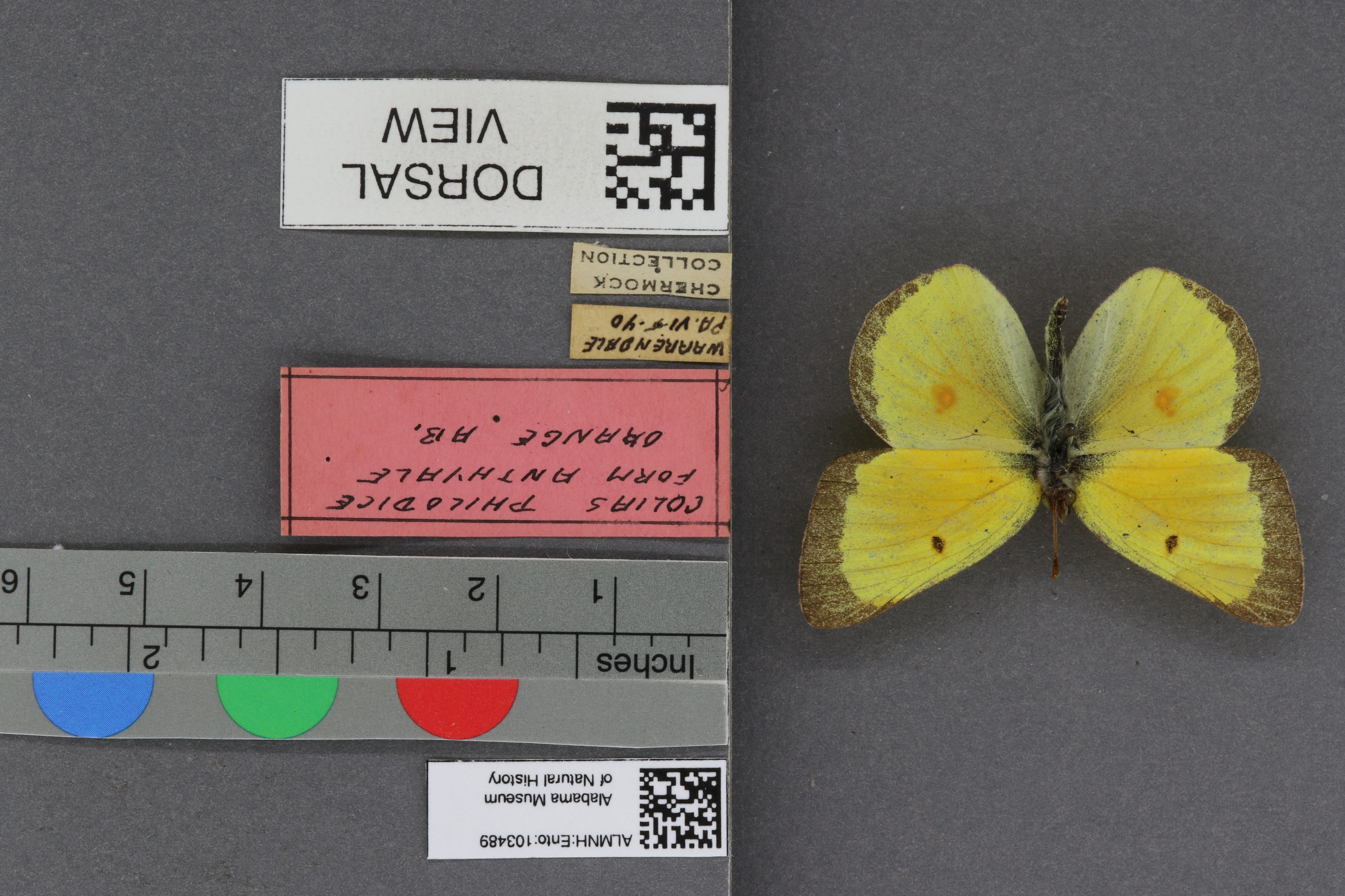 Specimen media