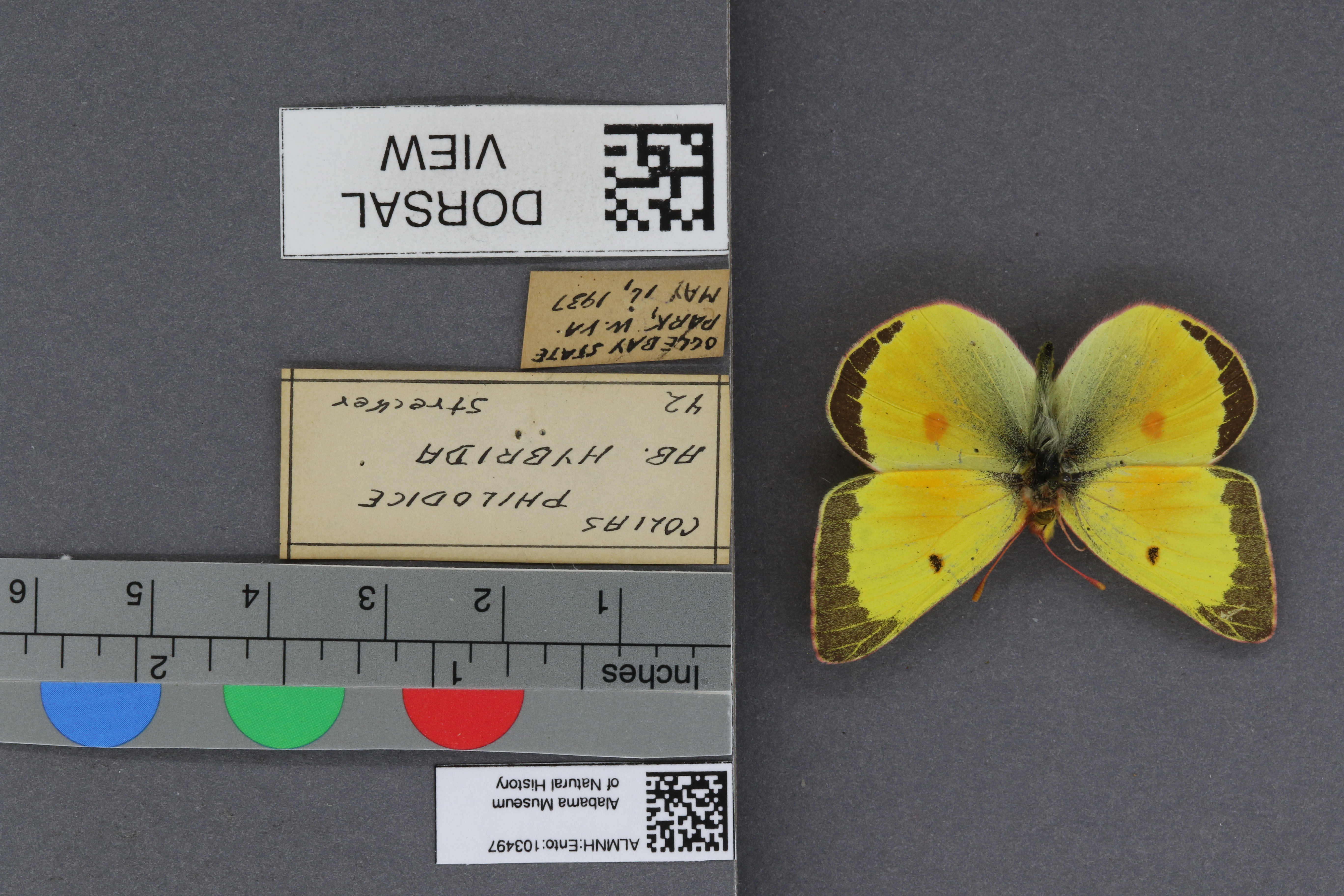Colias philodice