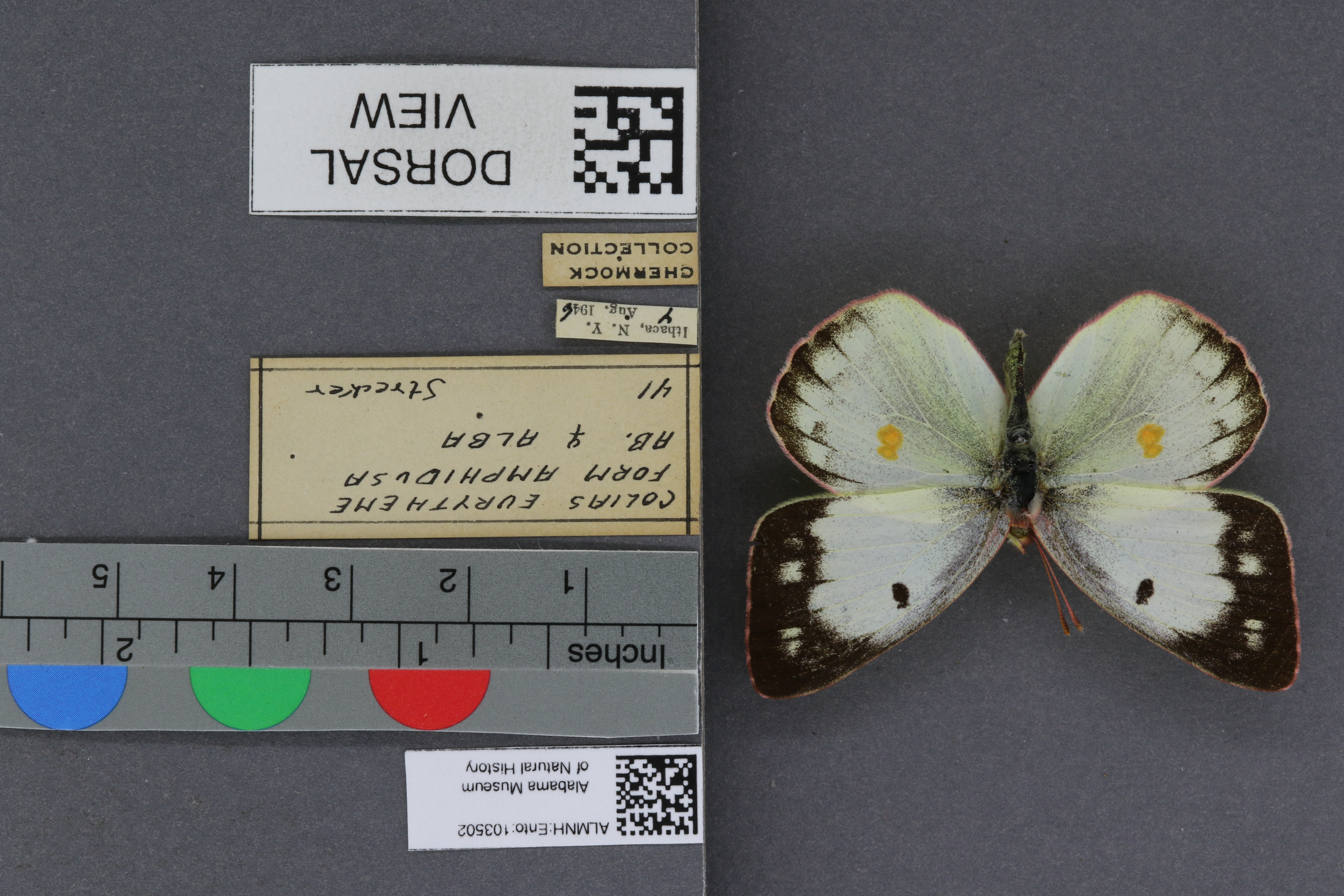 Colias eurytheme