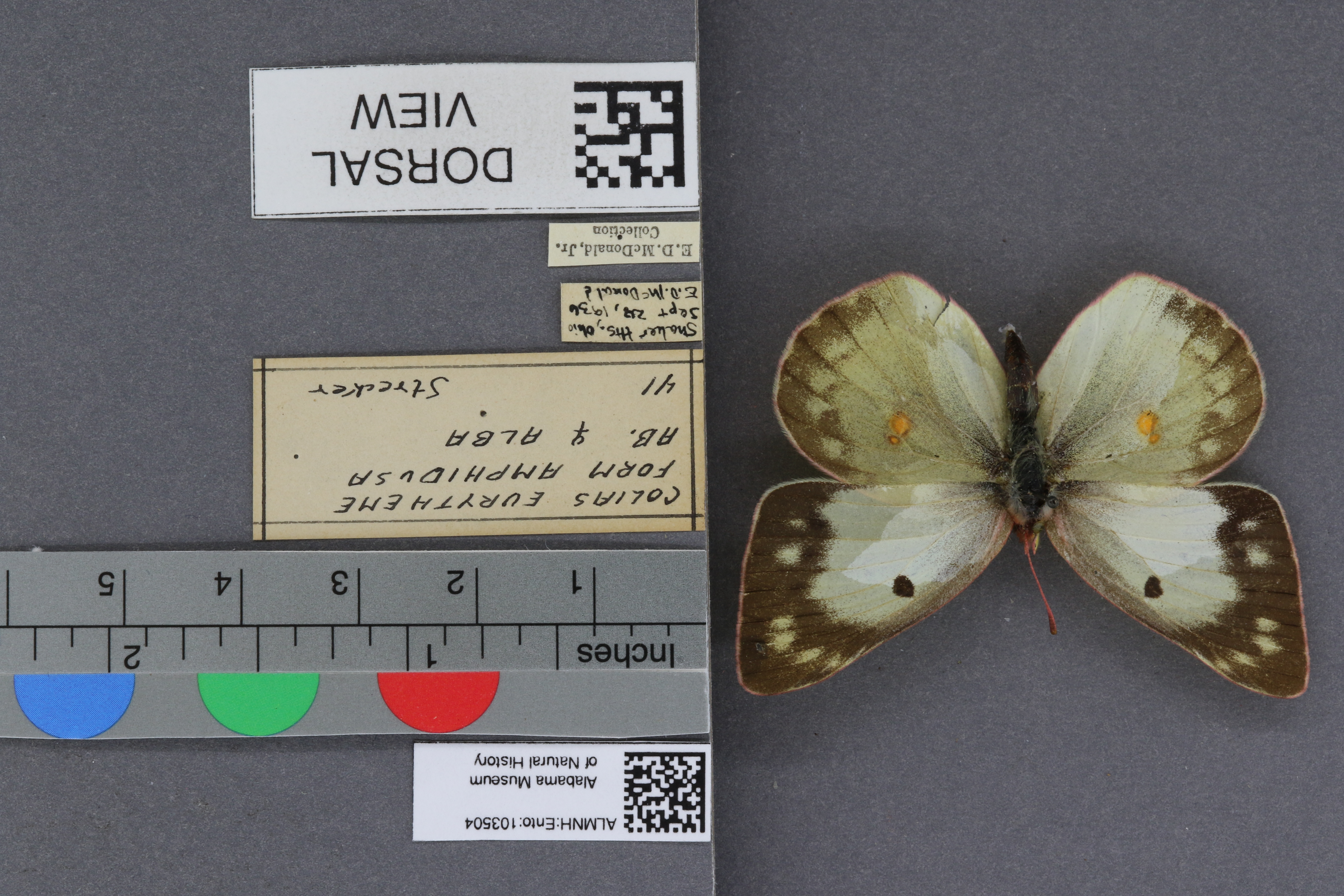 Specimen media