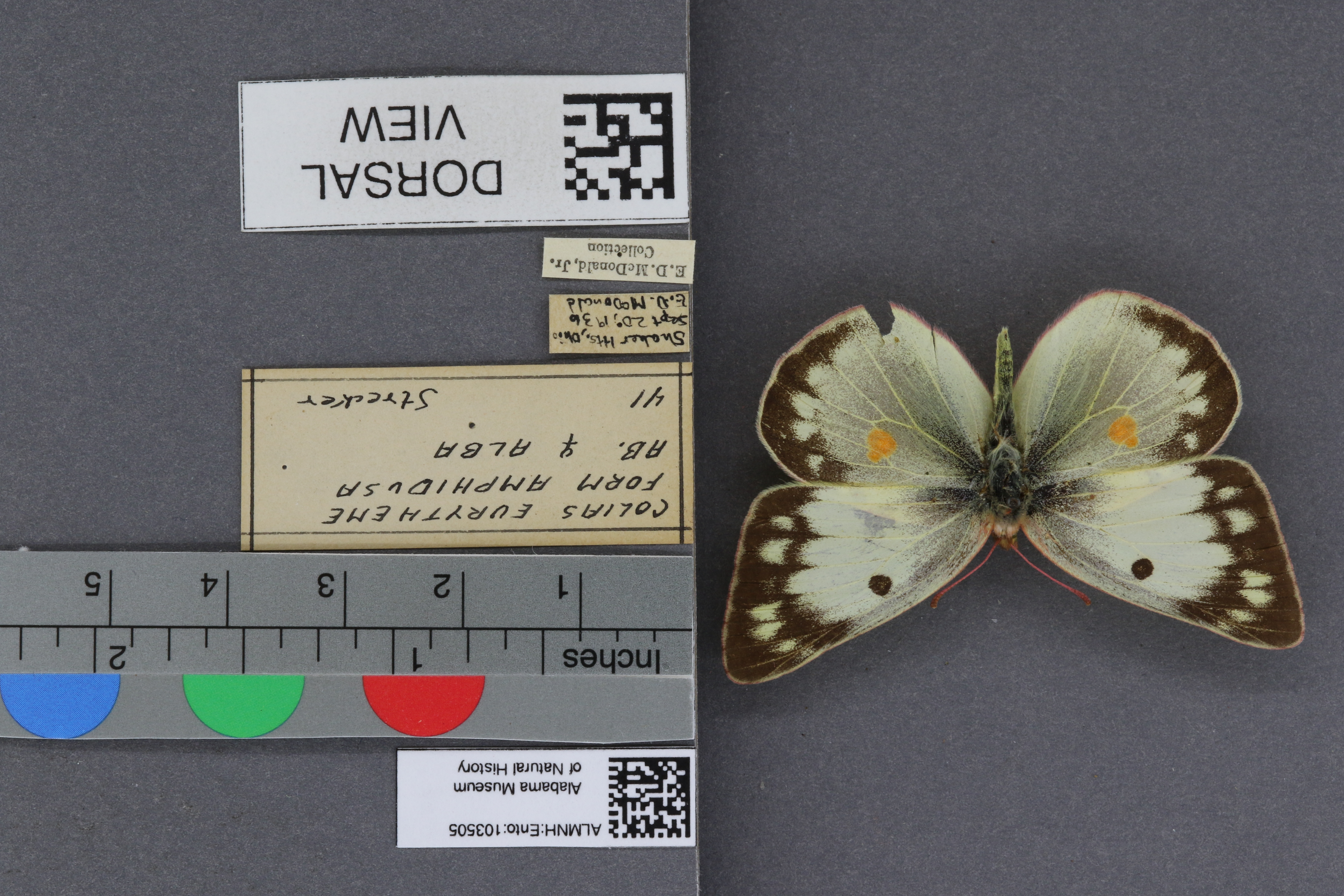 Specimen media