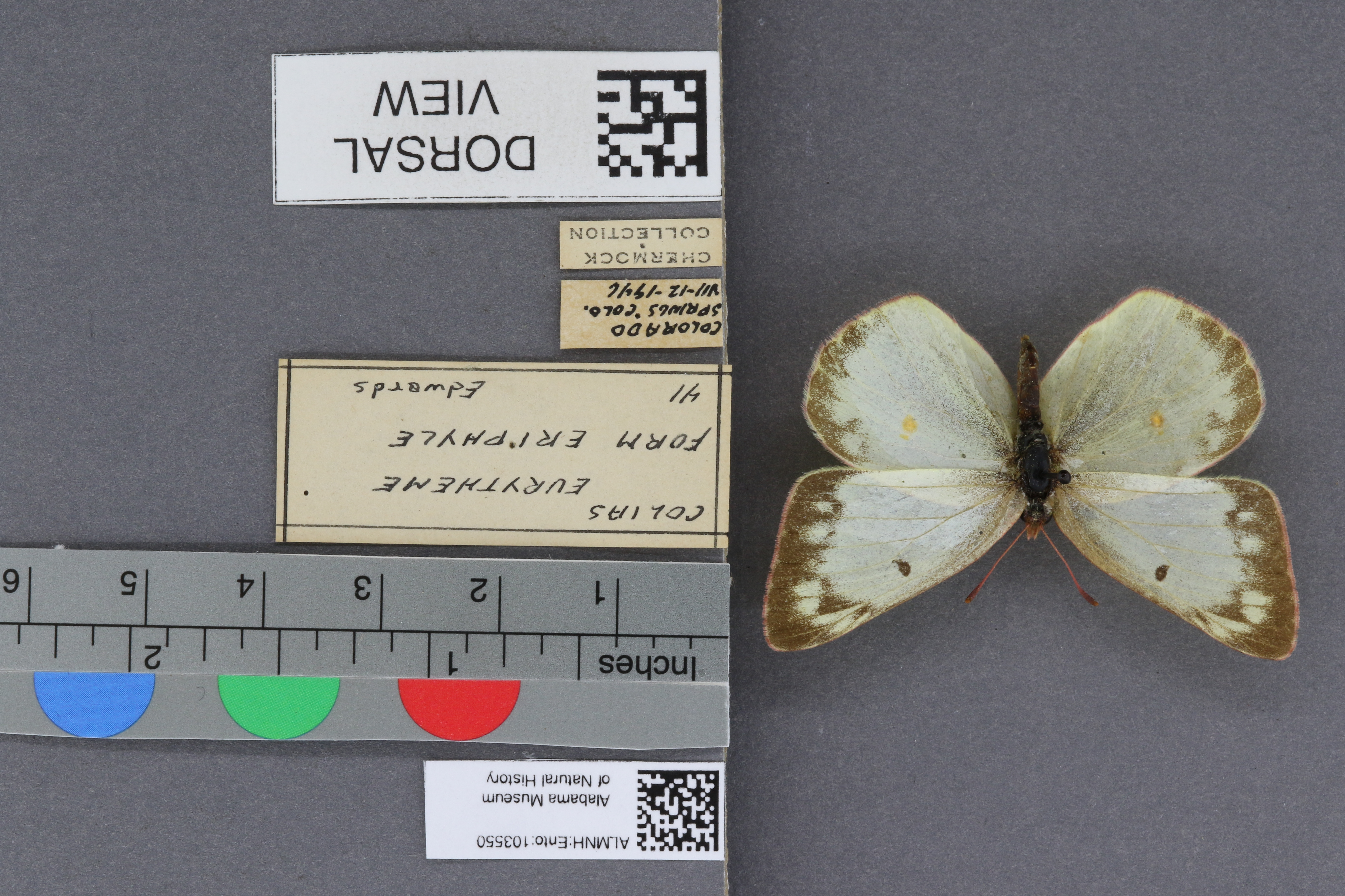 Specimen media
