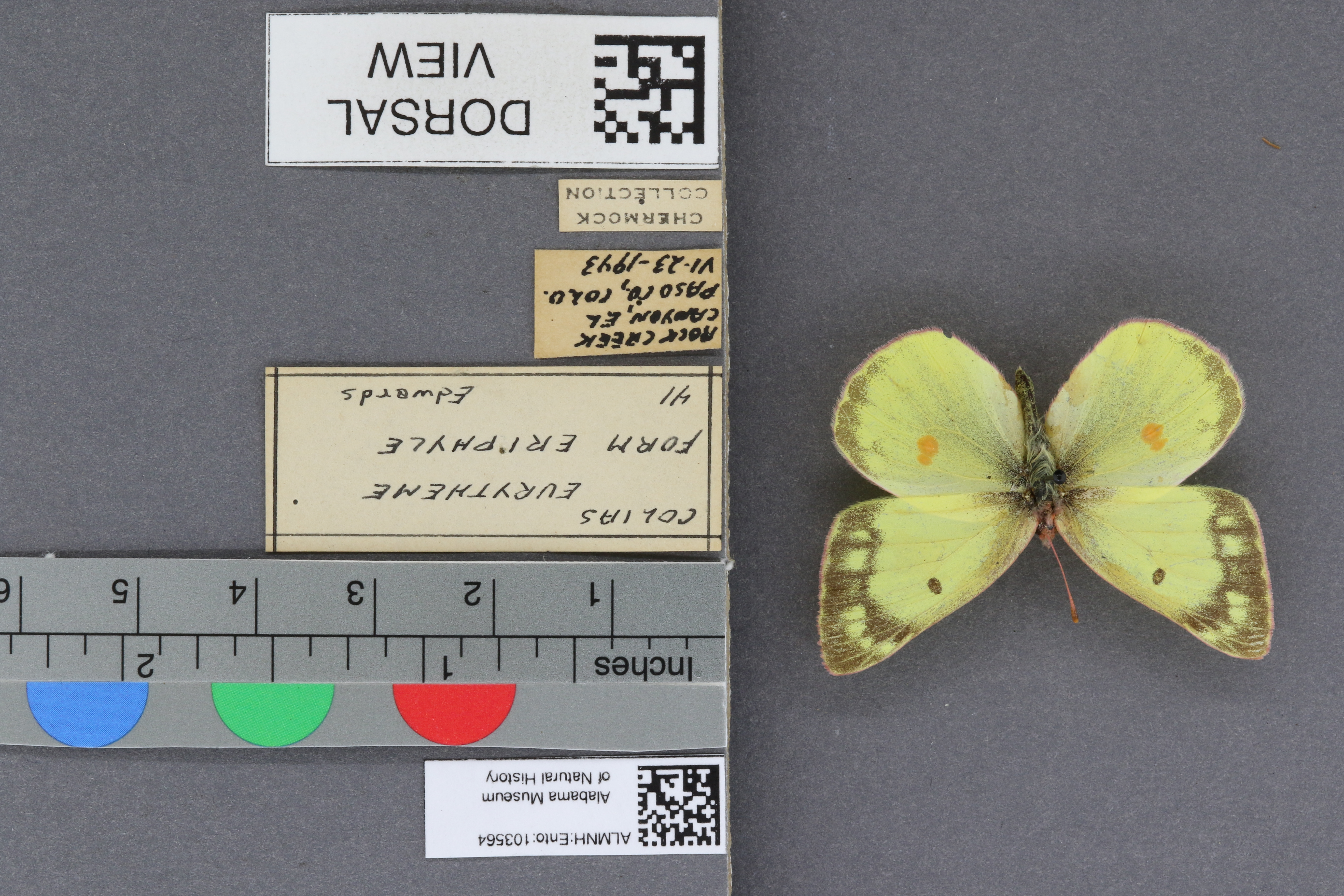 Specimen media