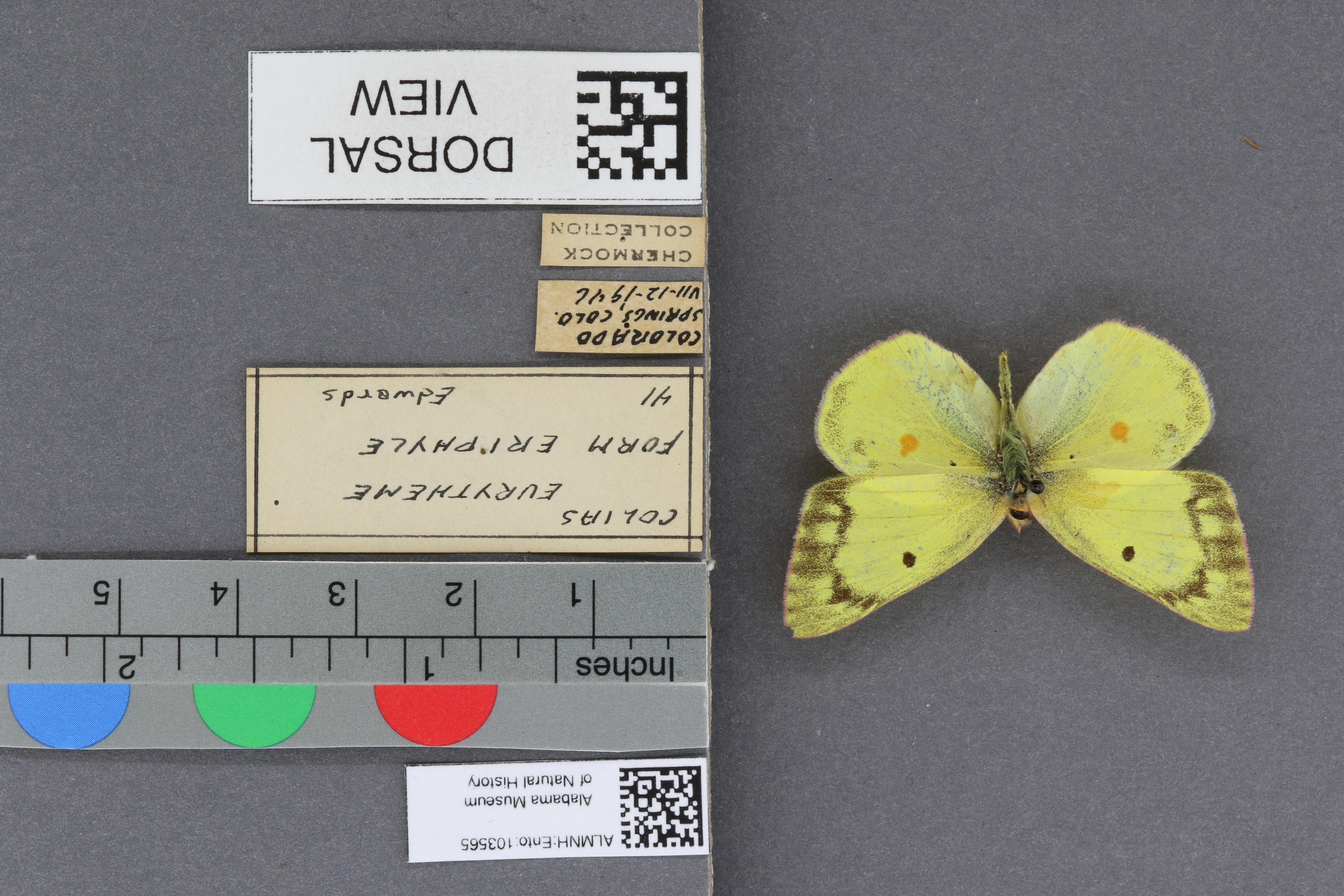 Specimen media