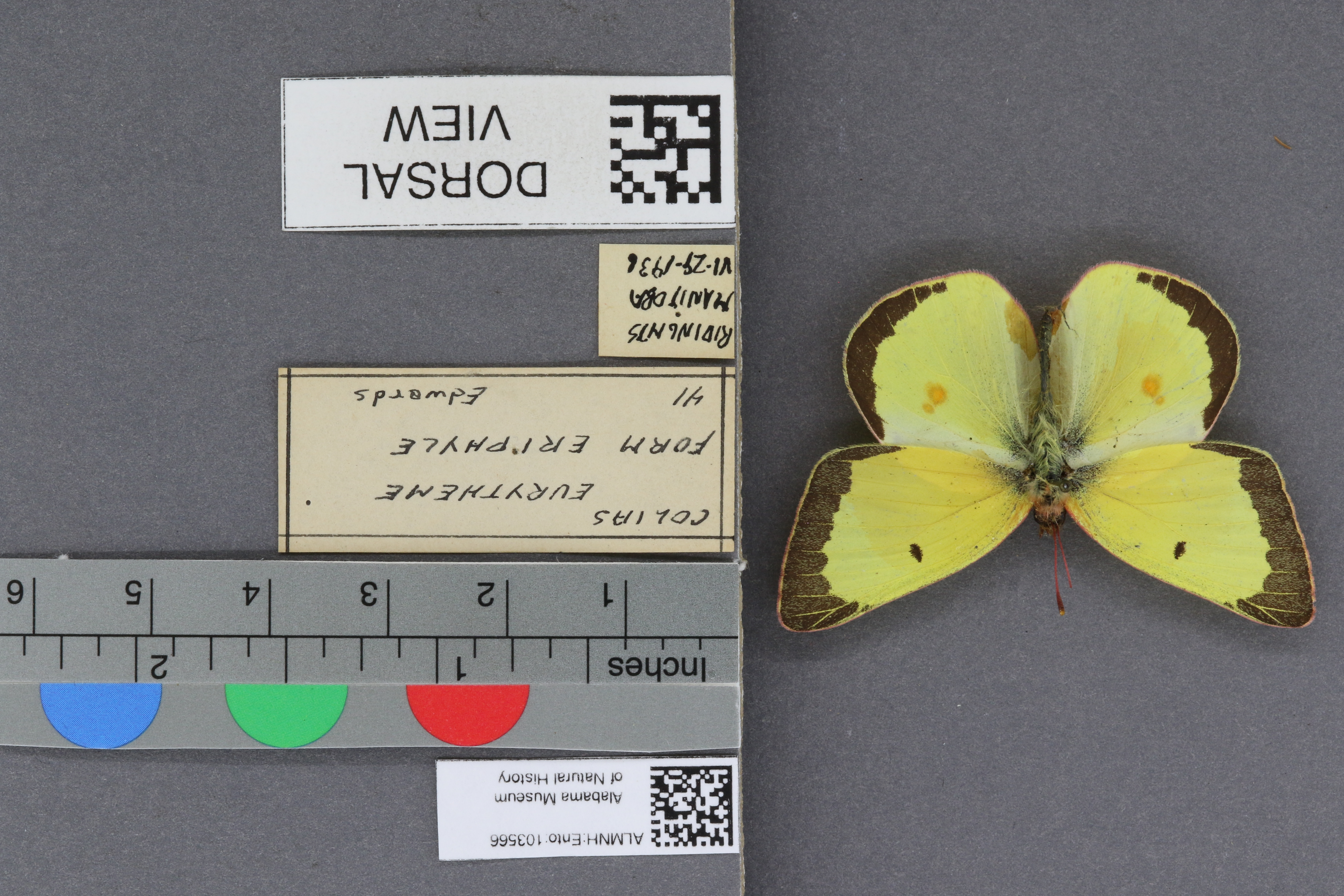 Specimen media