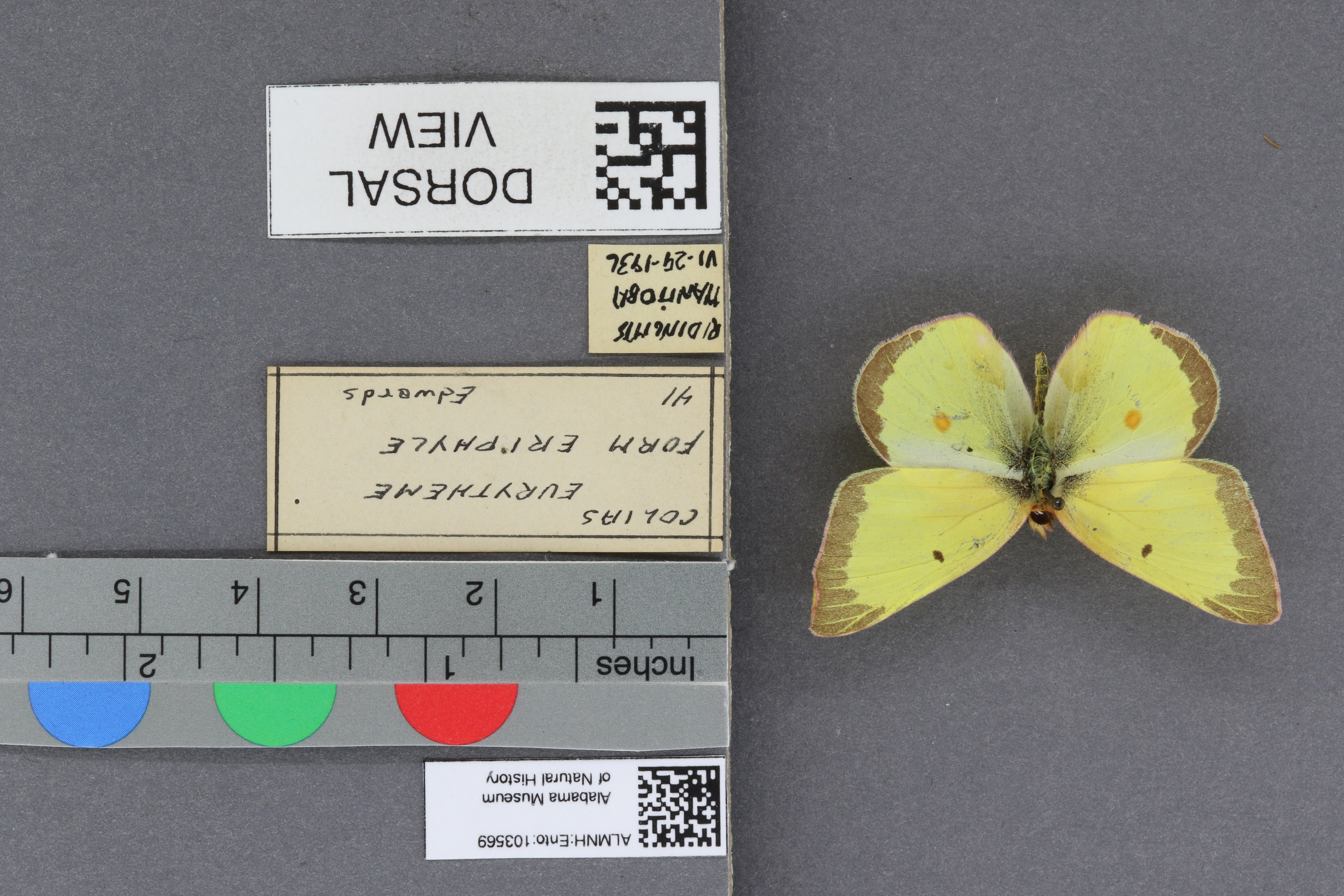 Specimen media
