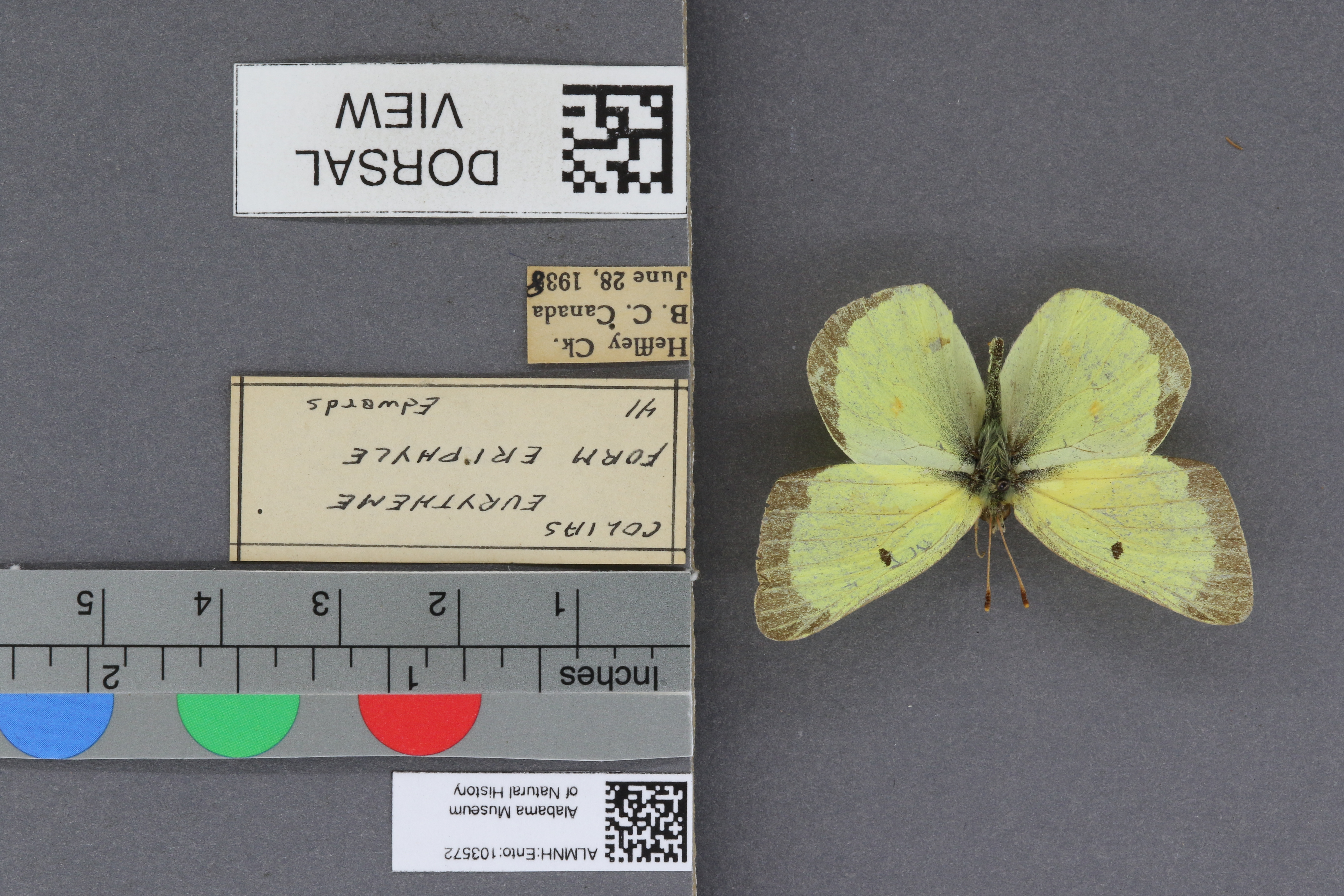 Specimen media