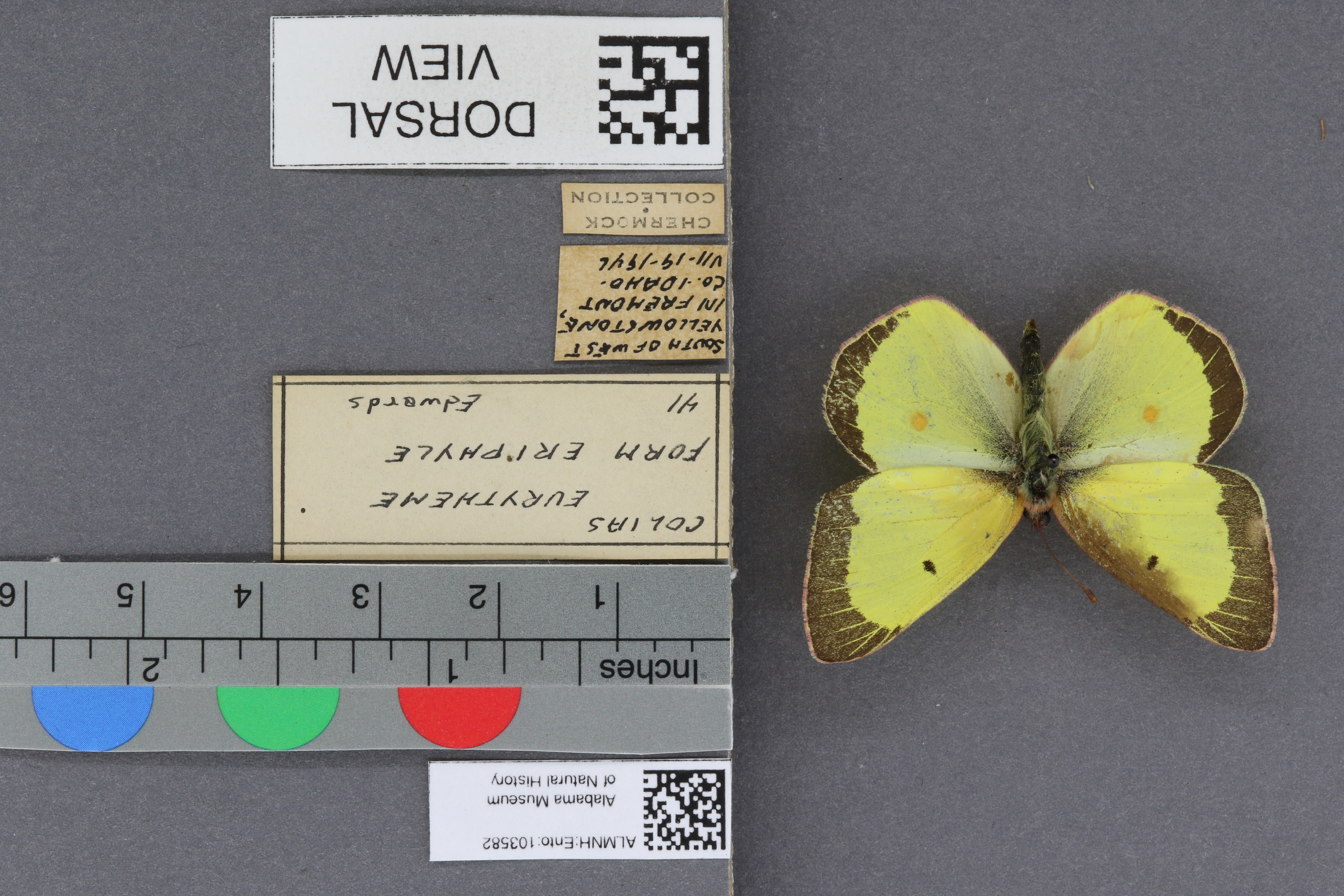 Specimen media