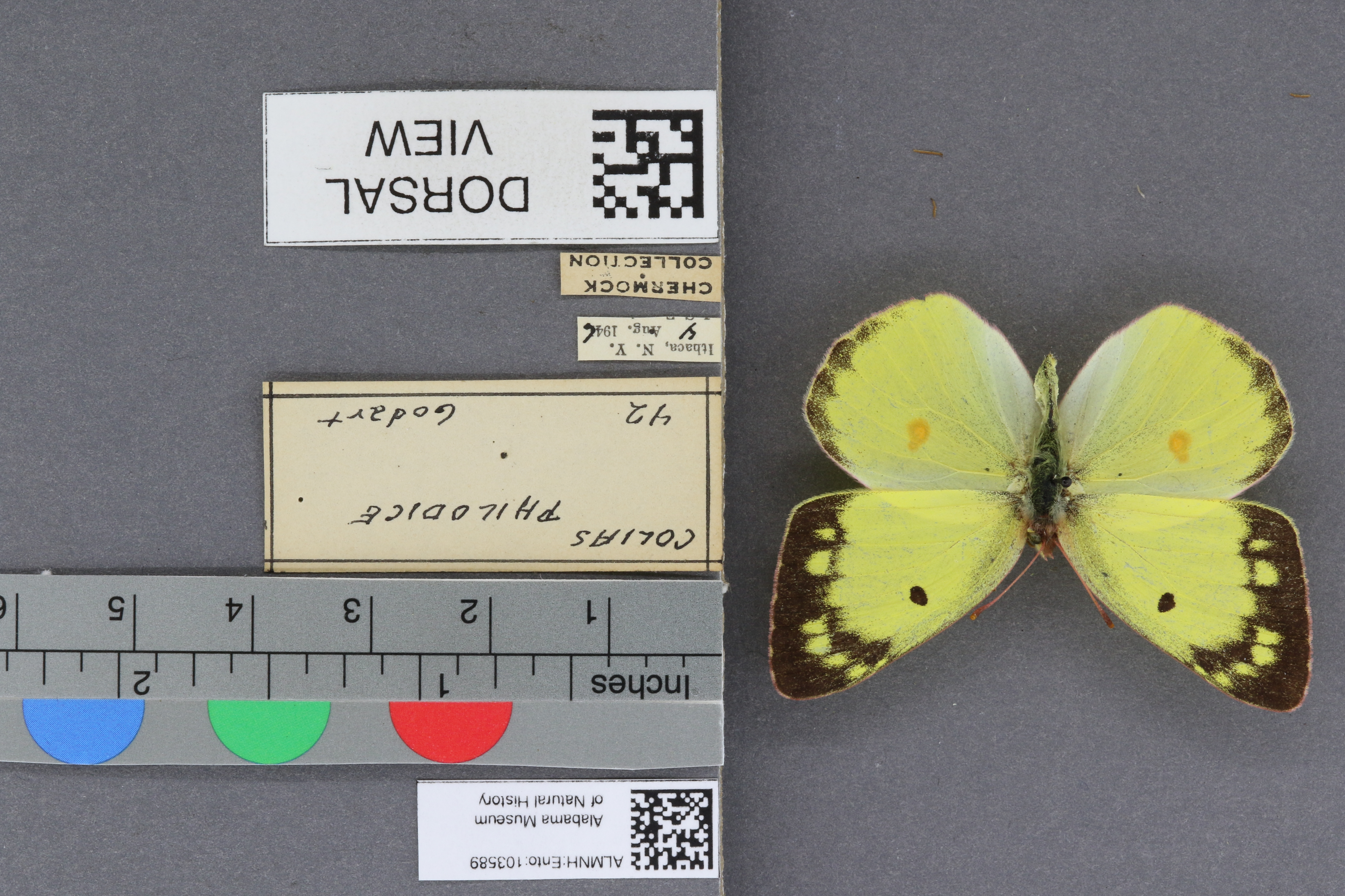 Colias philodice