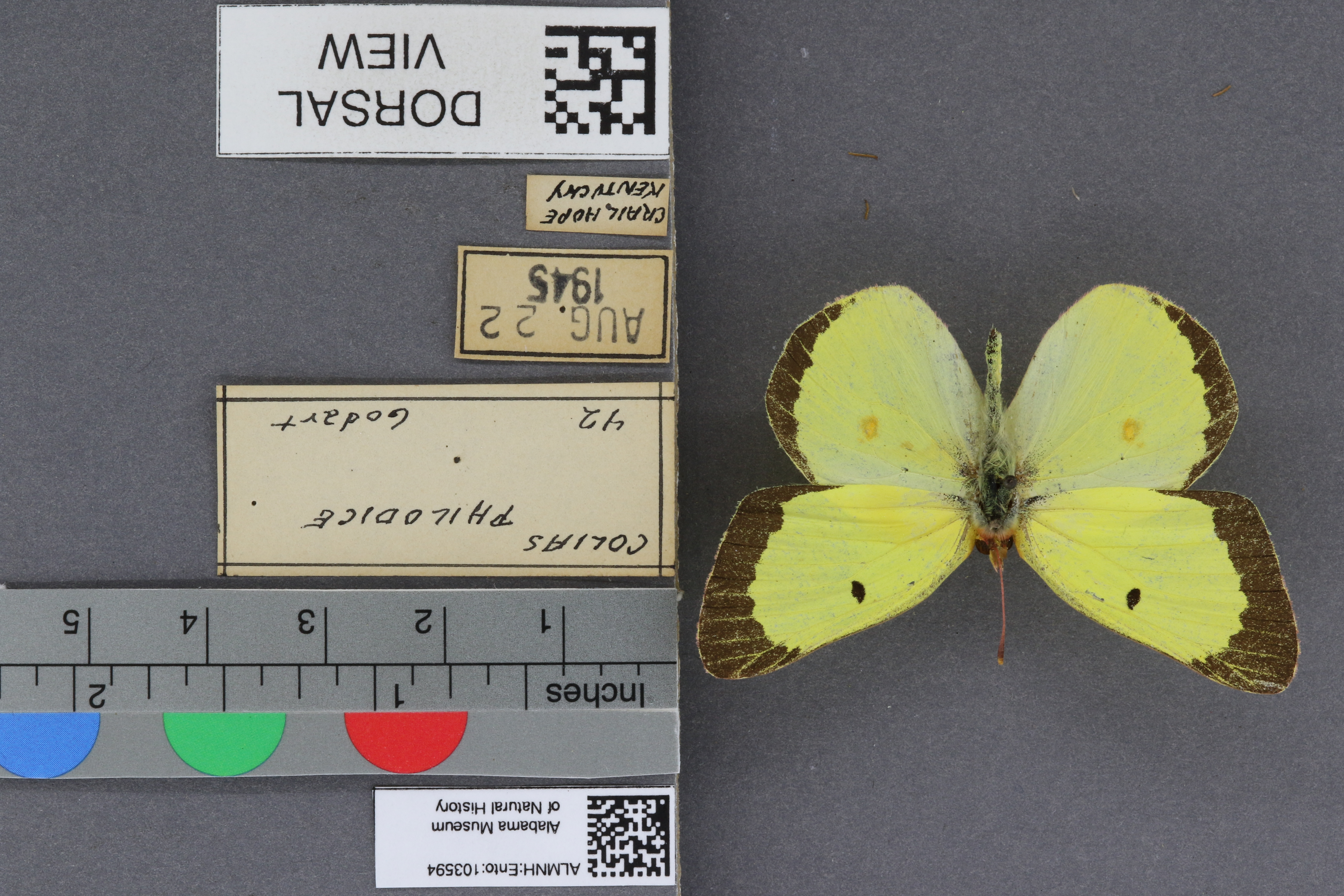 Specimen media