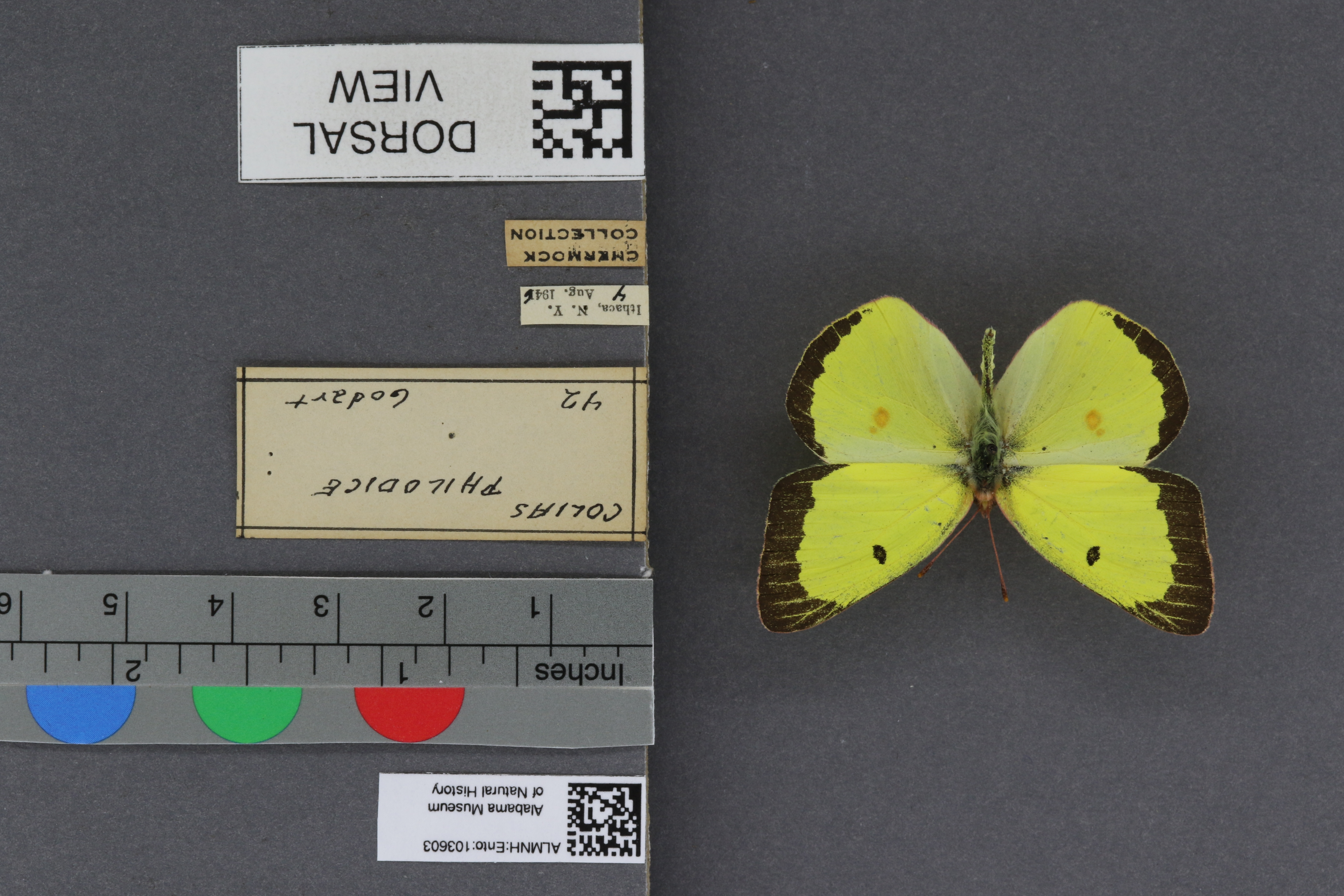 Colias philodice