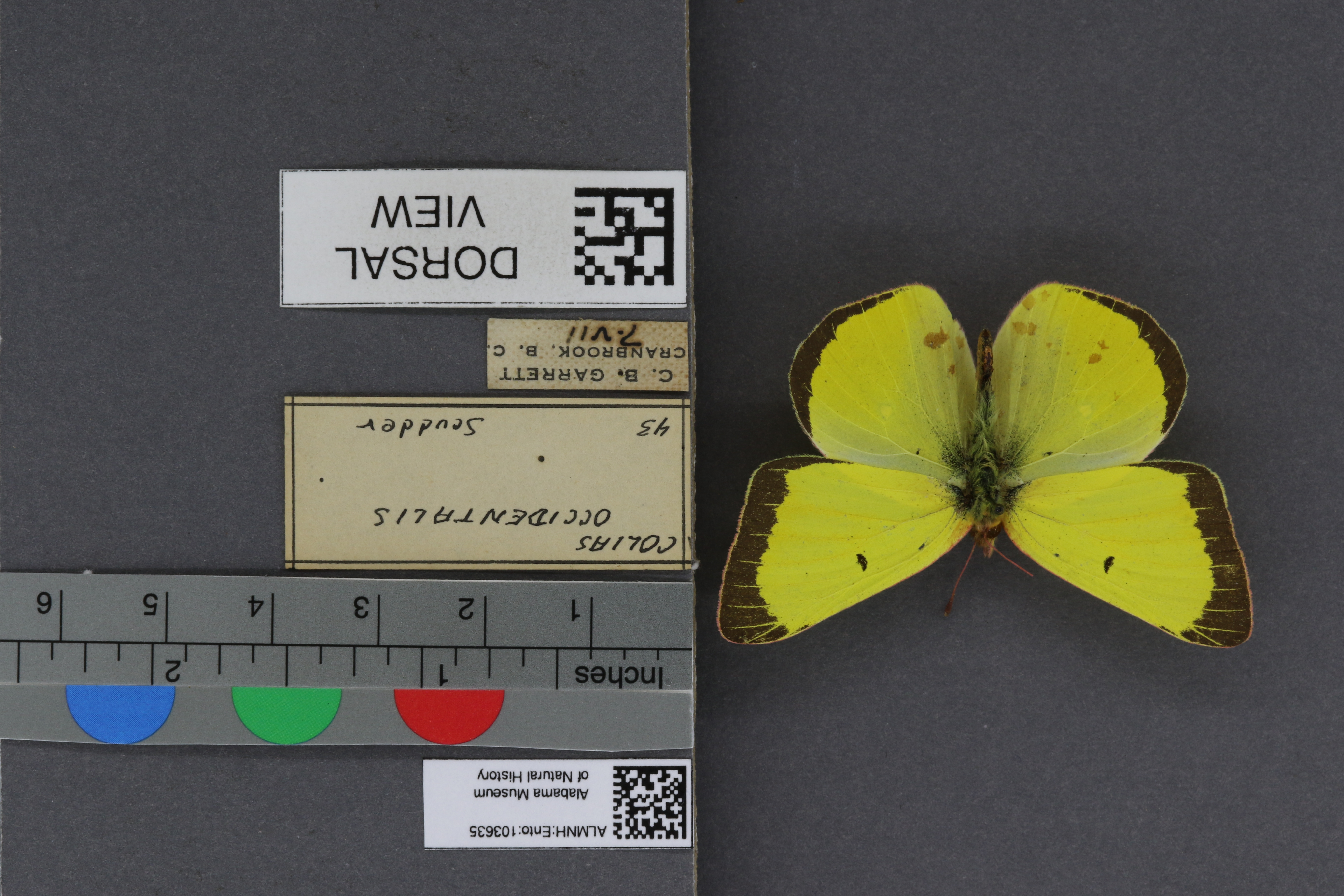 Specimen media