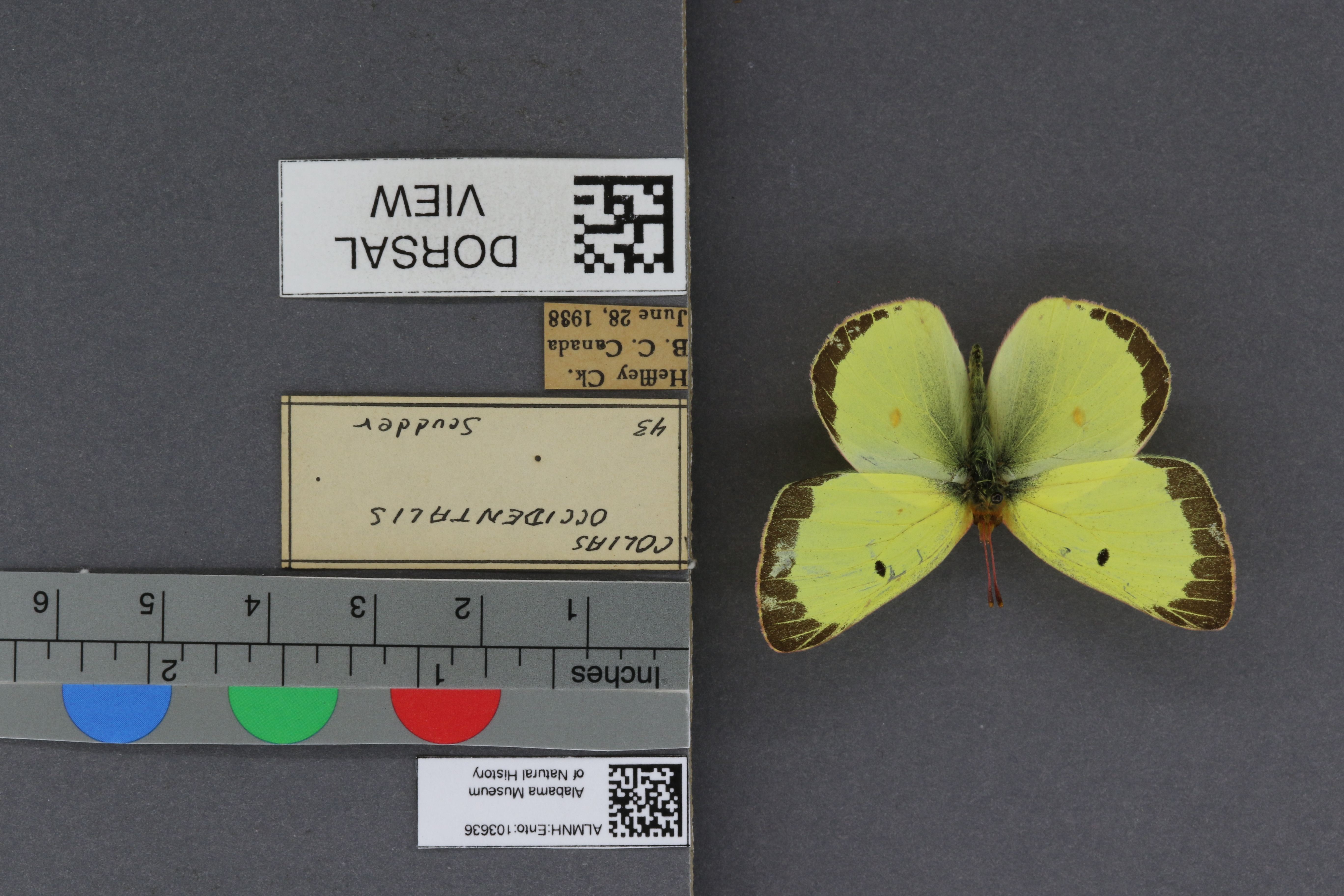 Specimen media