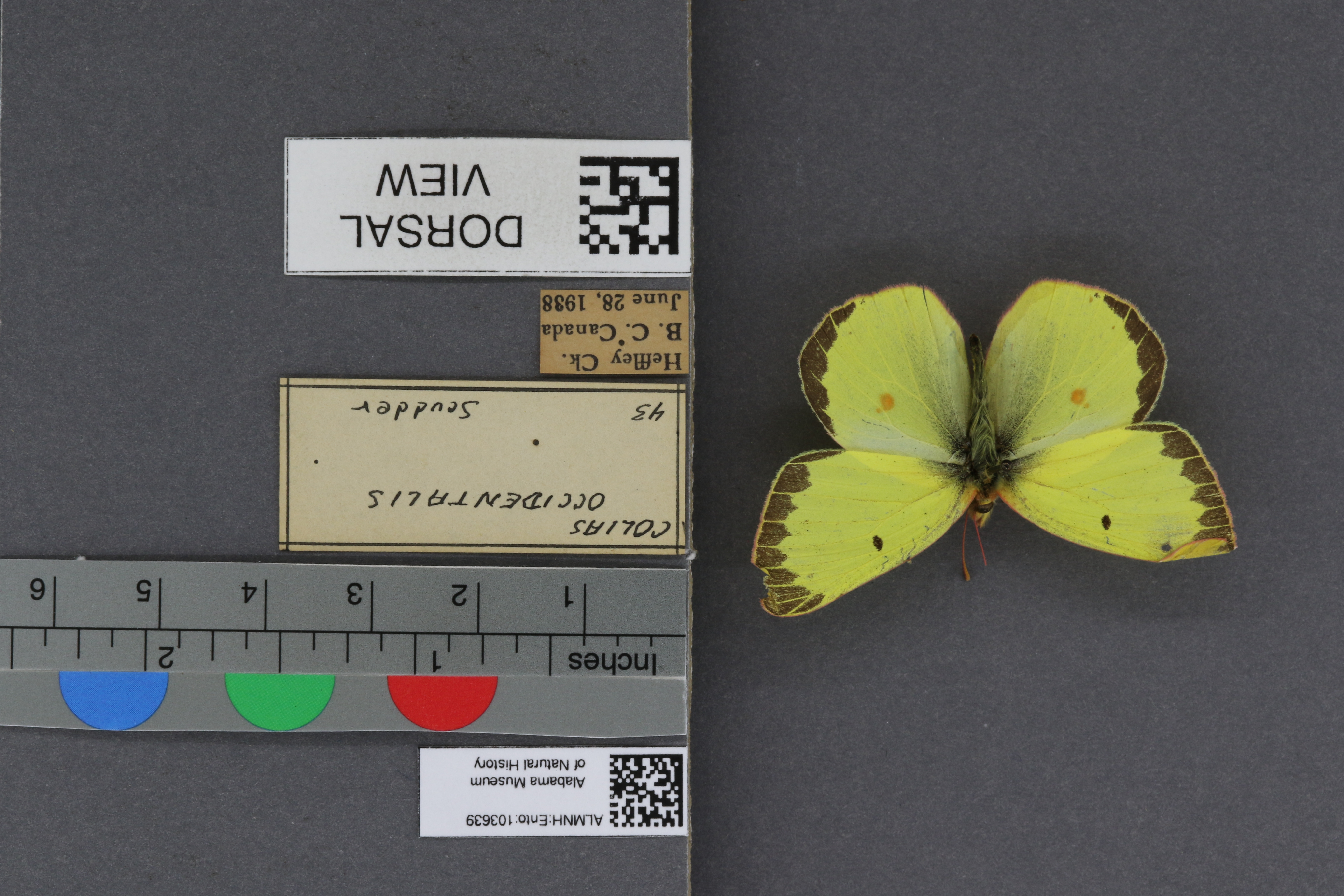 Specimen media
