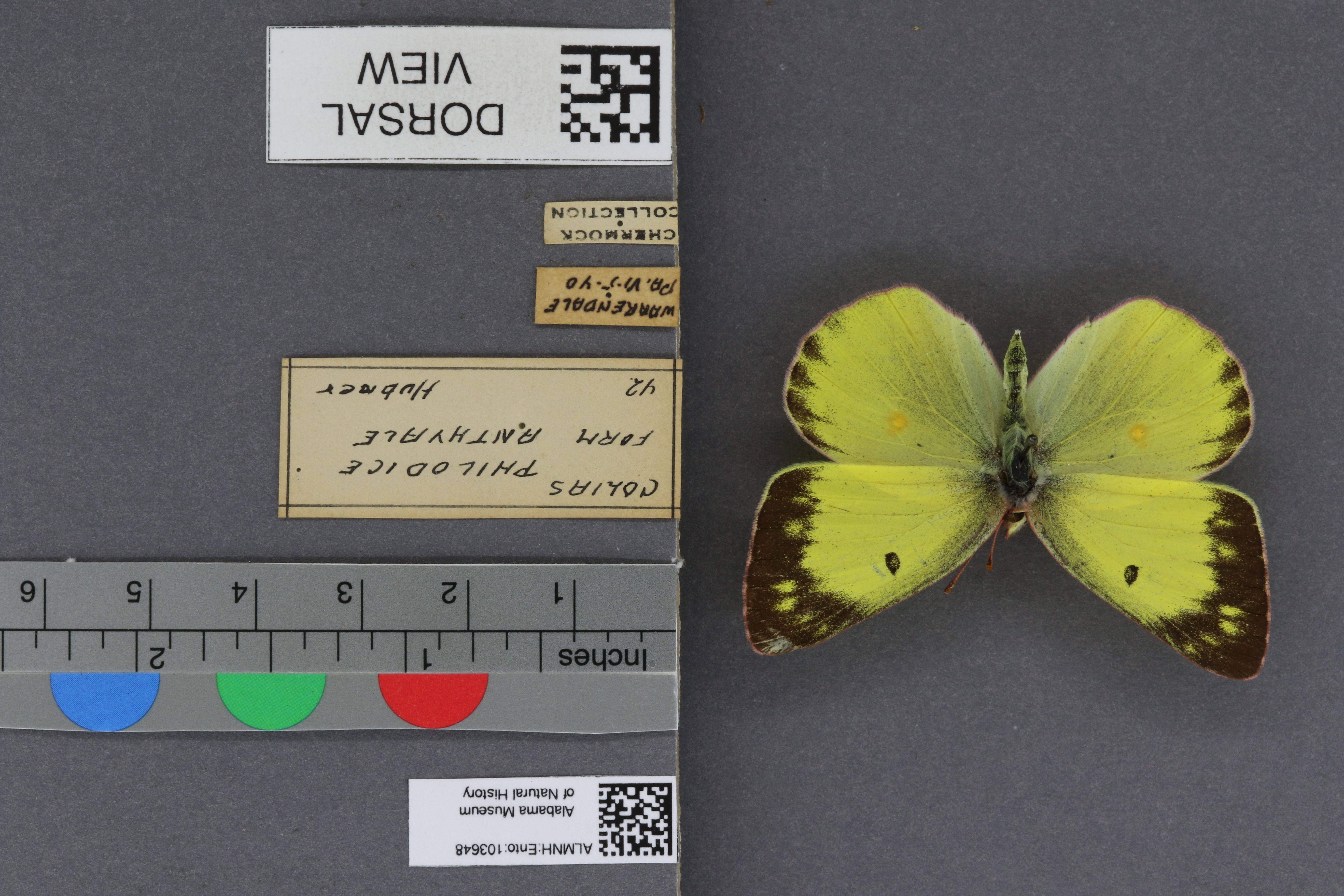 Specimen media