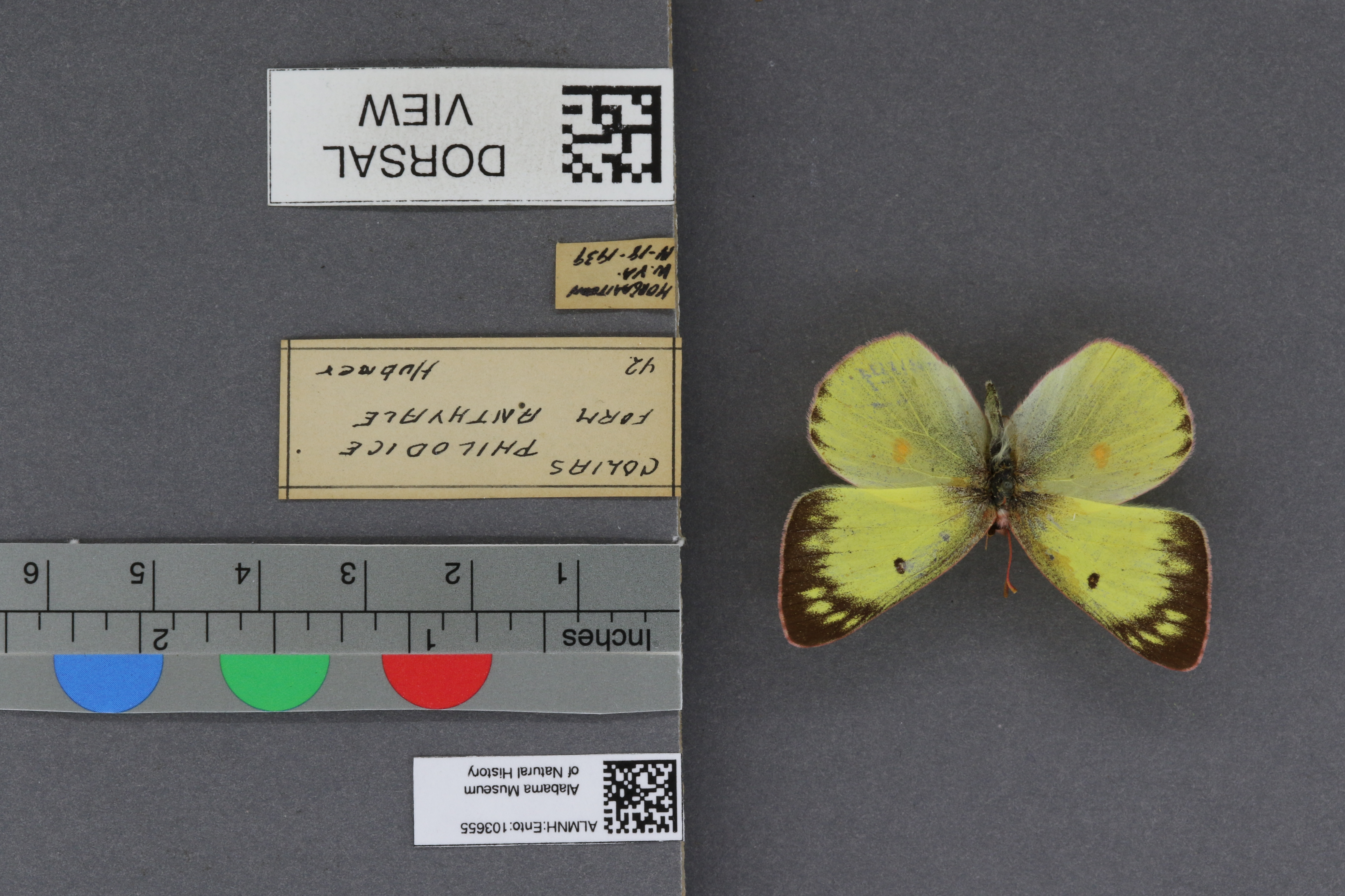Specimen media