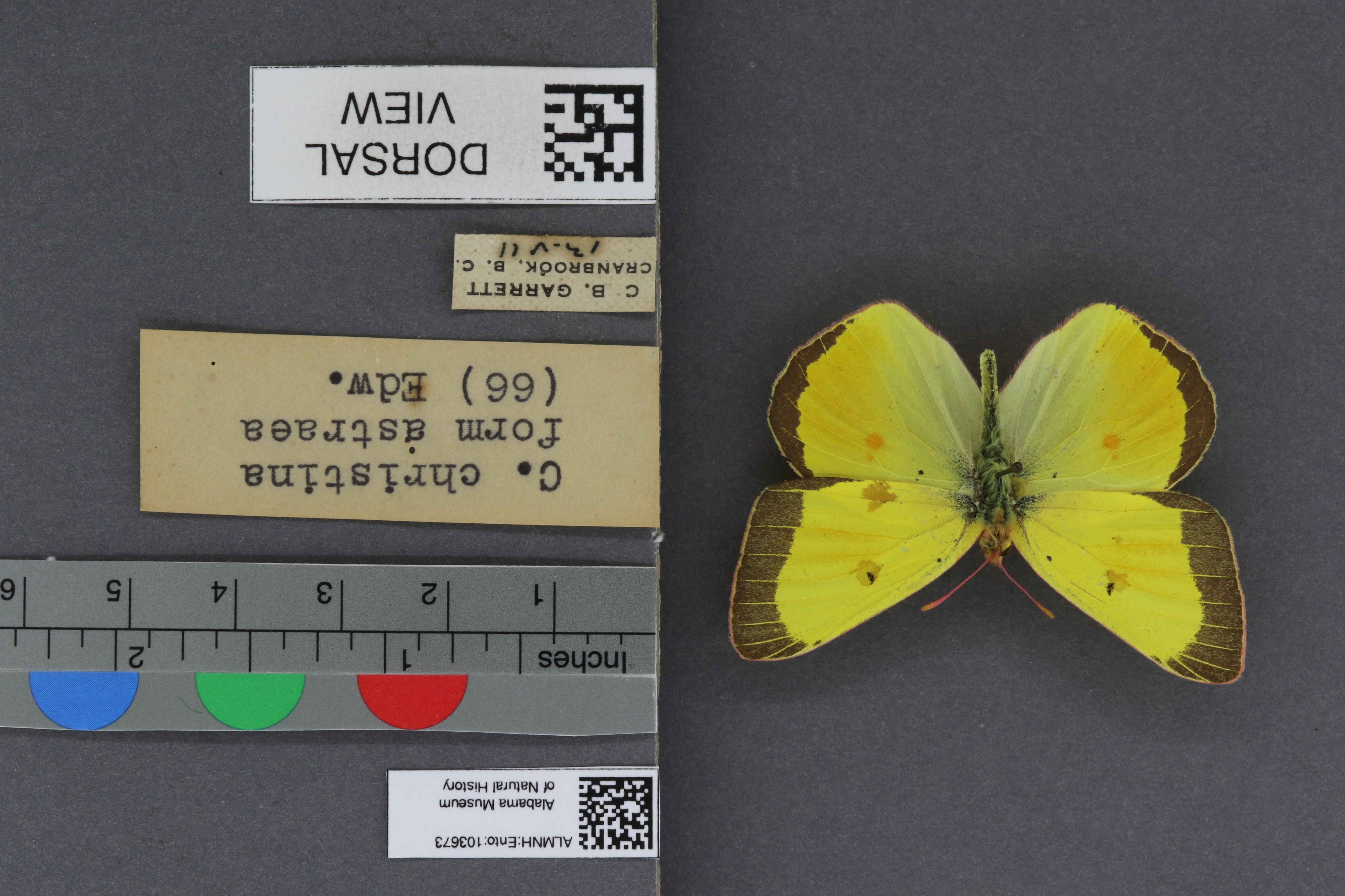 Colias christina