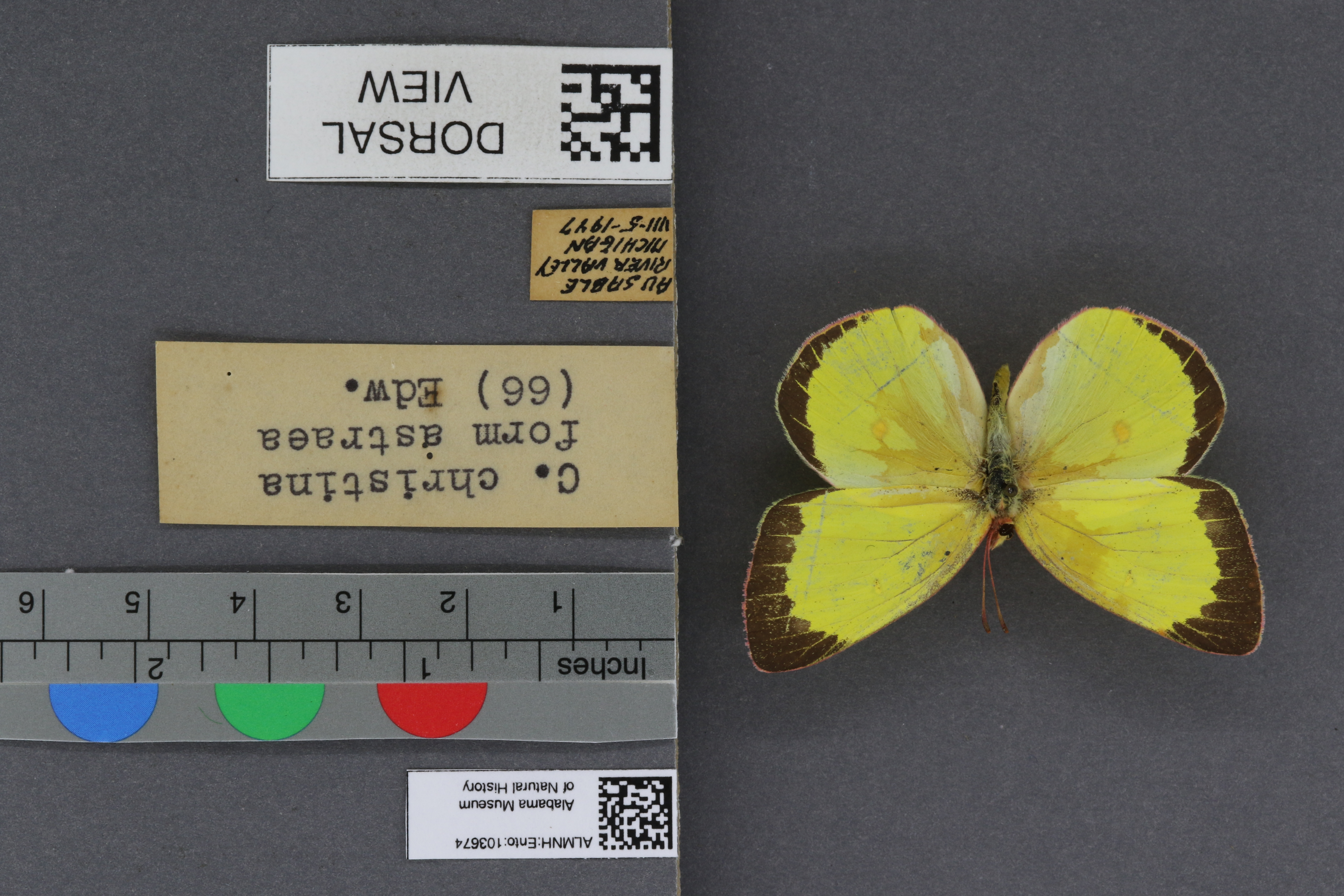 Colias christina