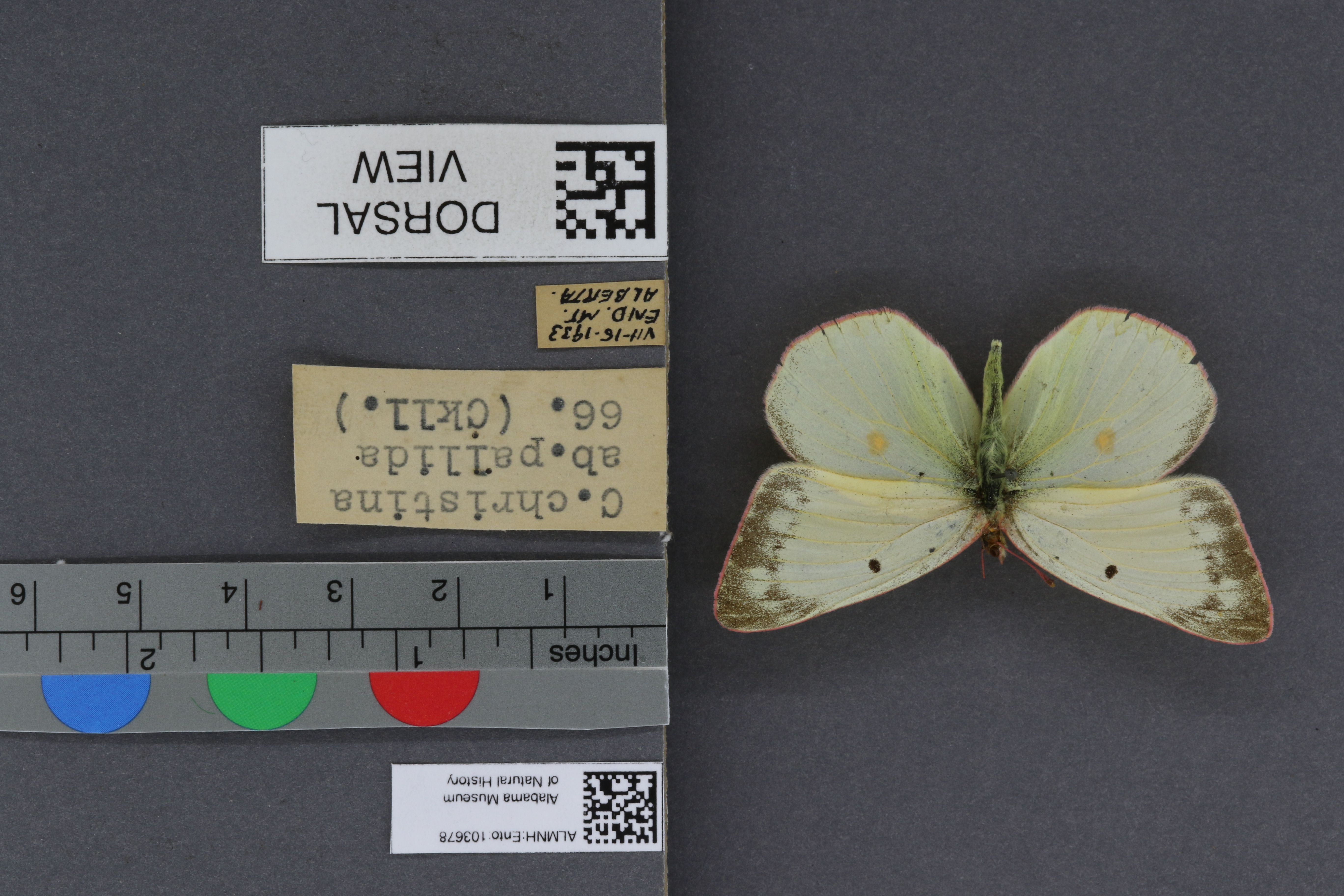 Specimen media