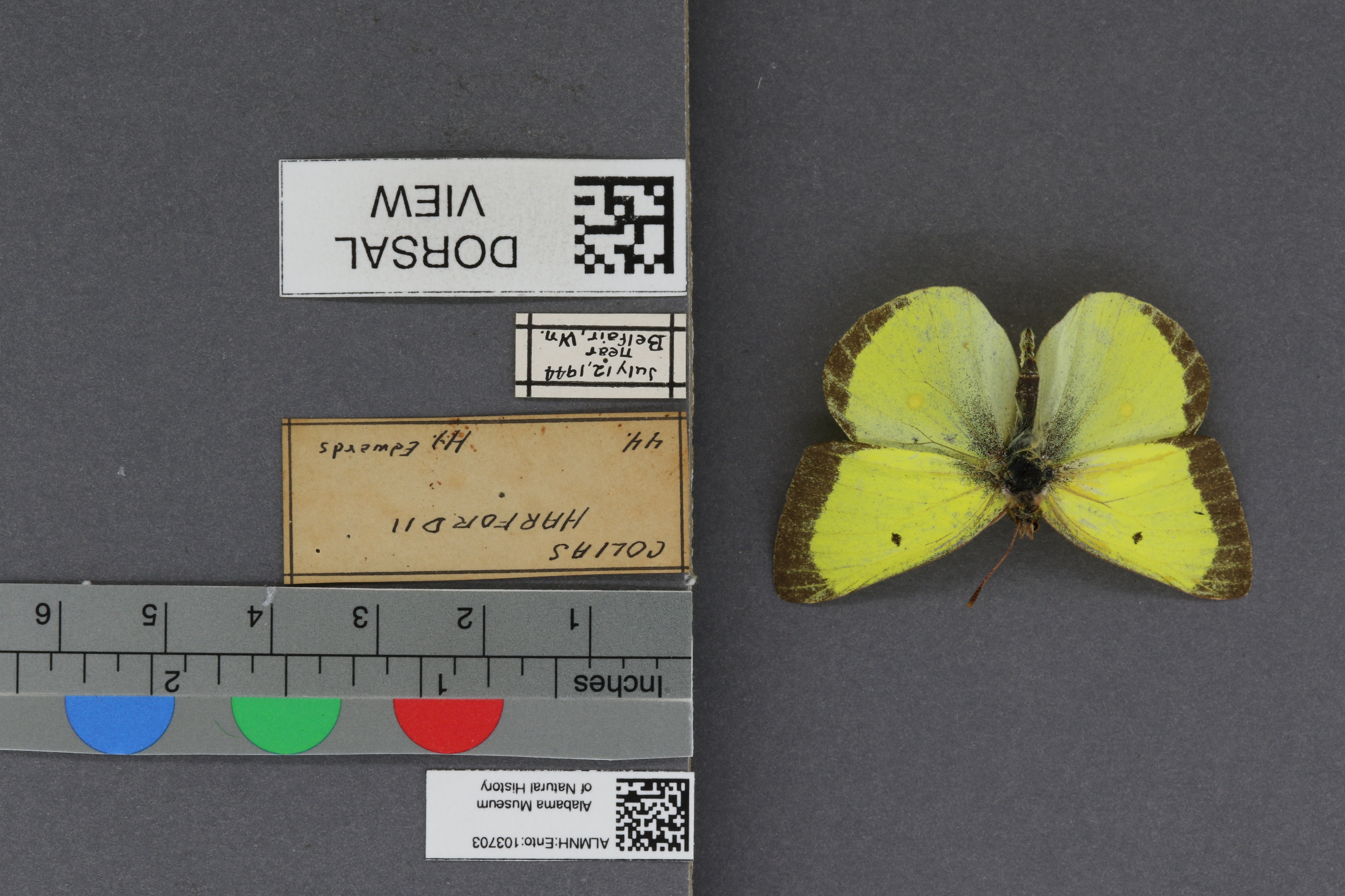 Colias harfordii