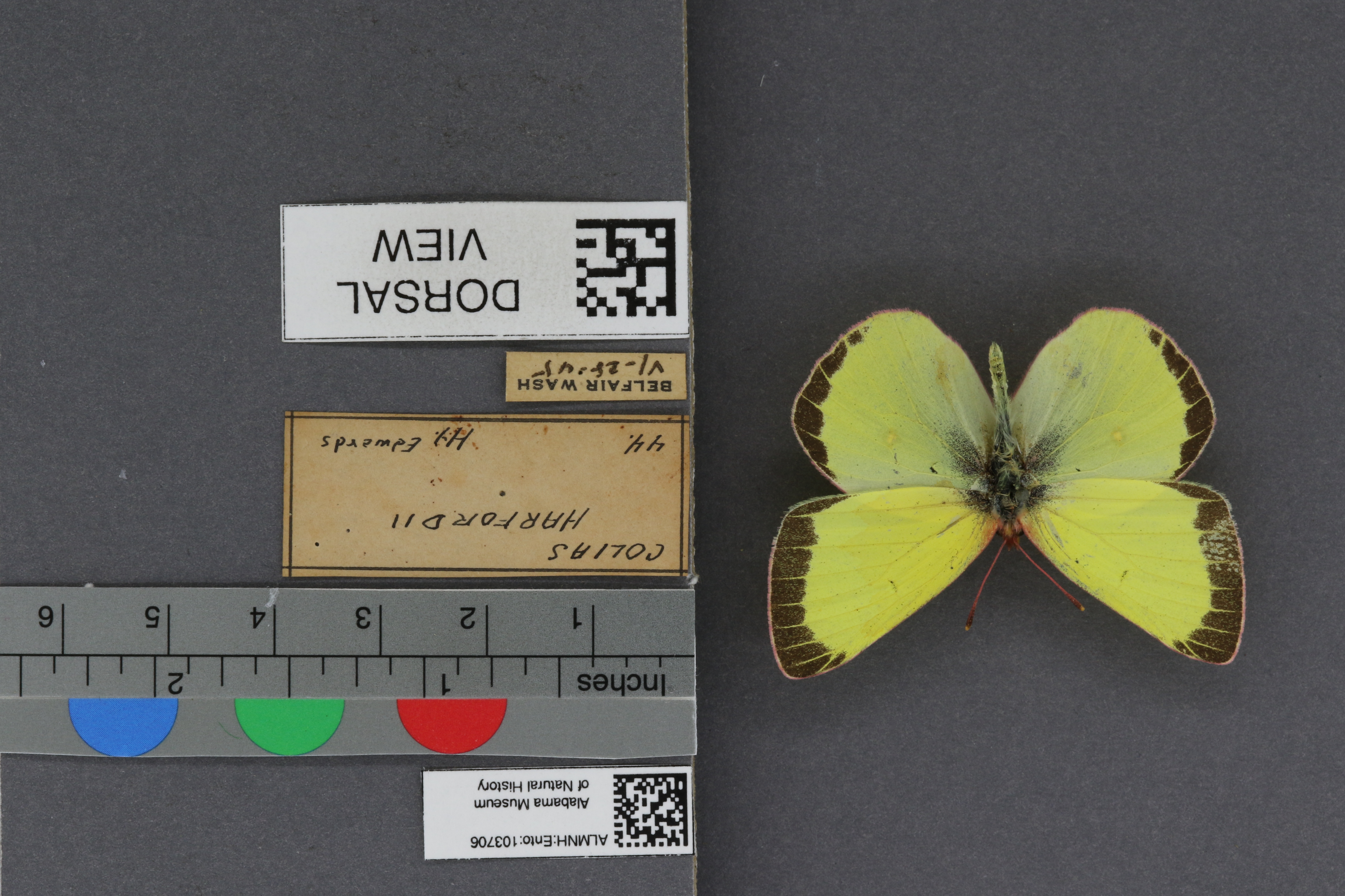 Specimen media