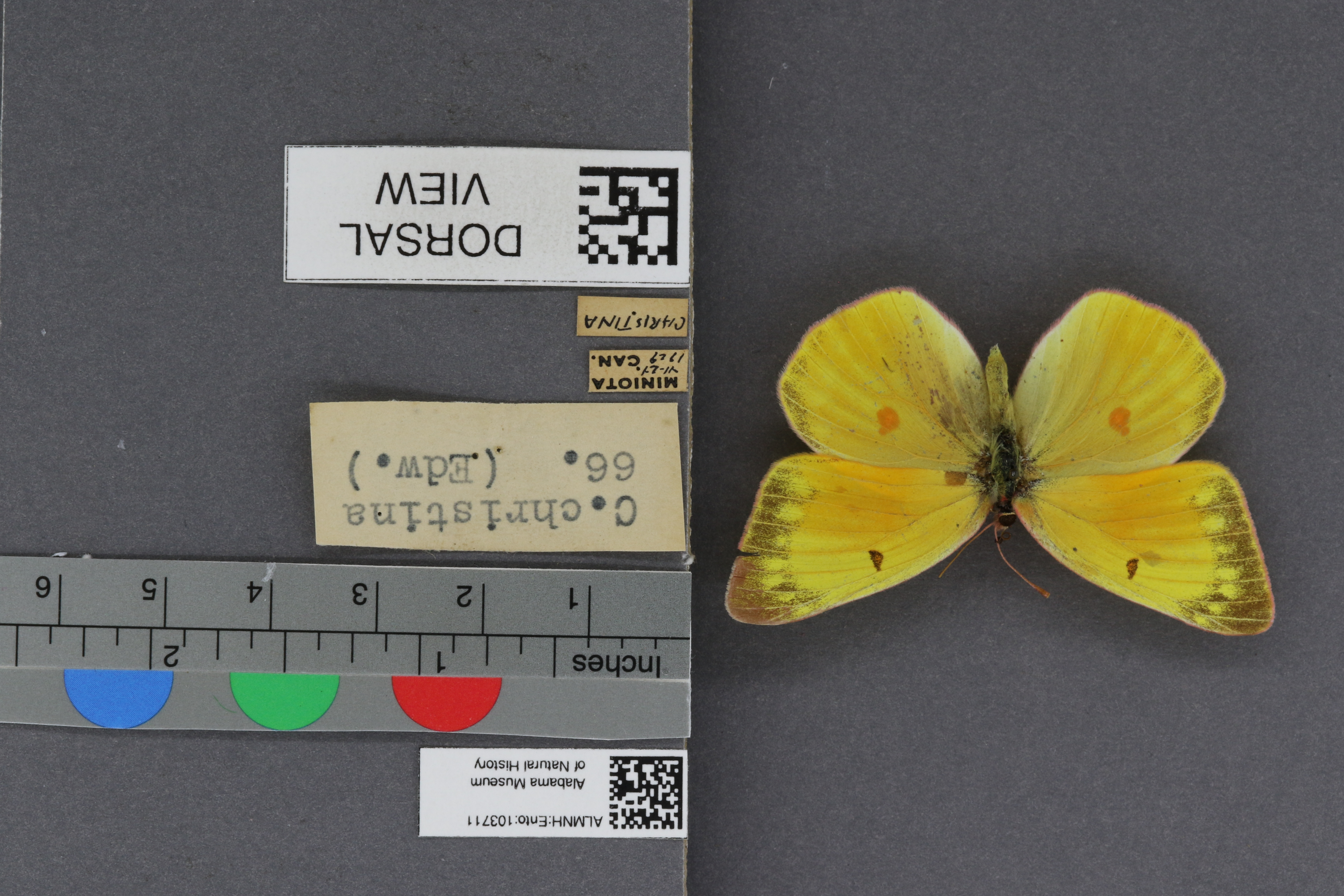 Specimen media