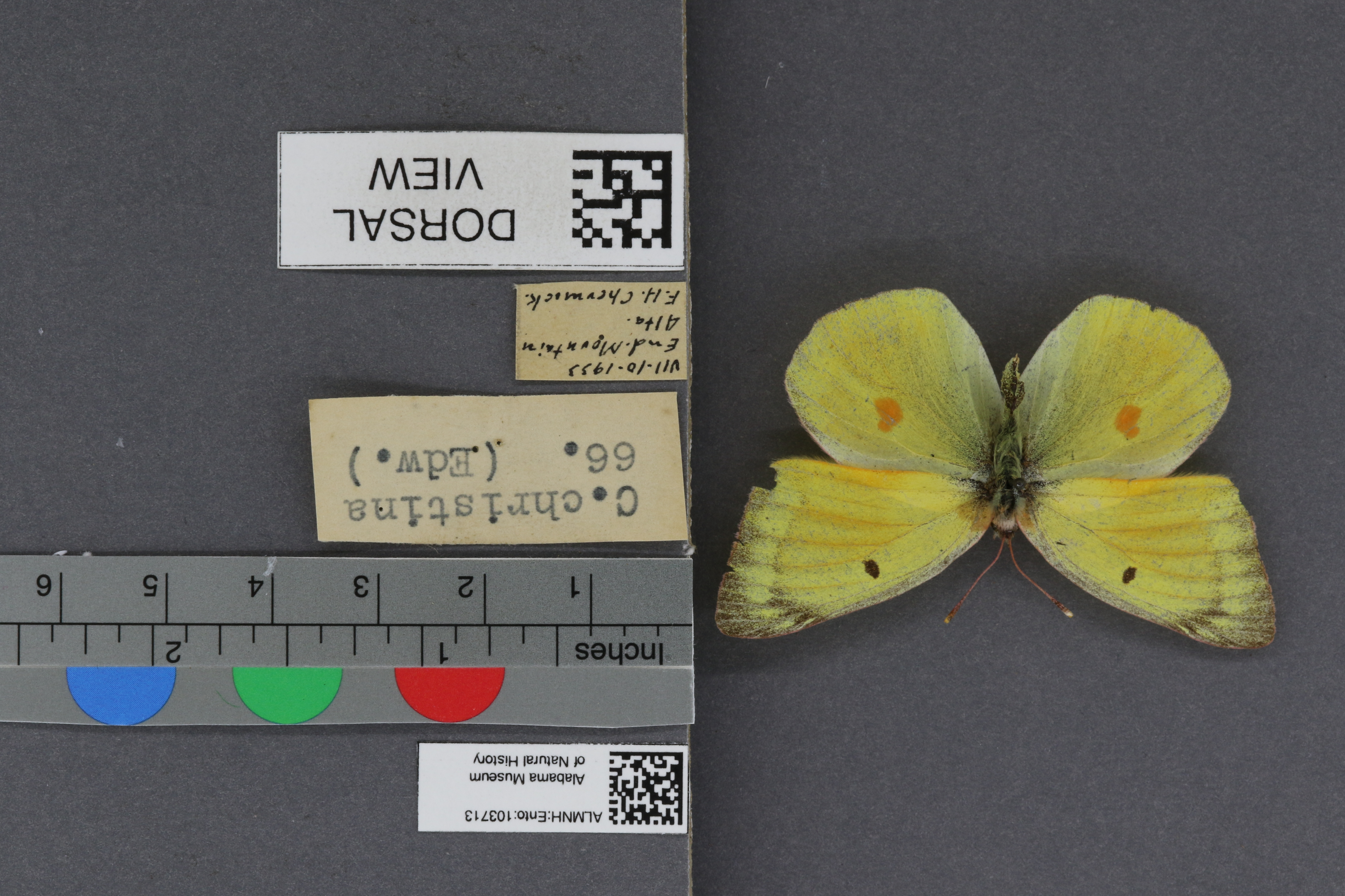 Colias christina