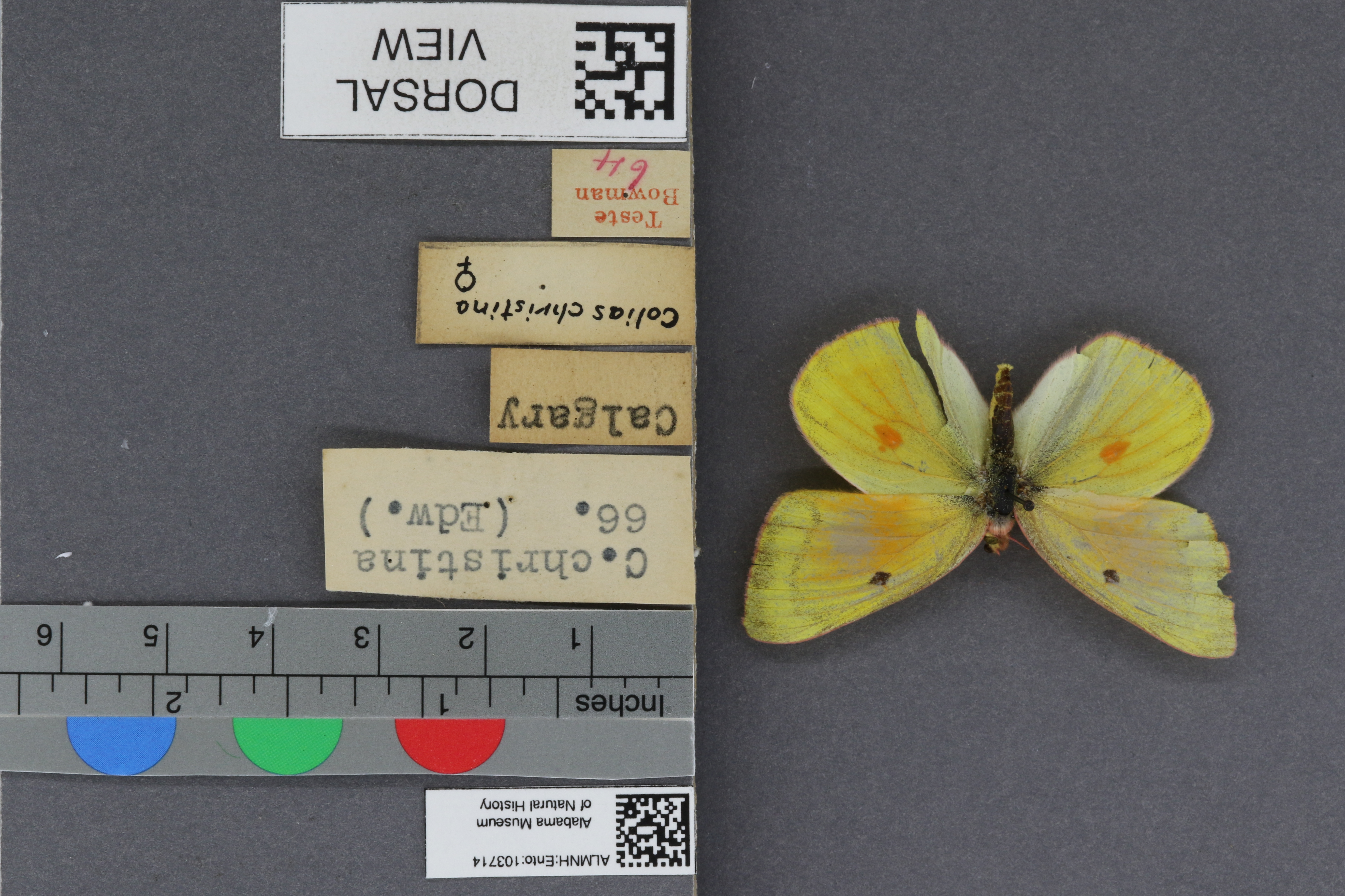 Colias christina