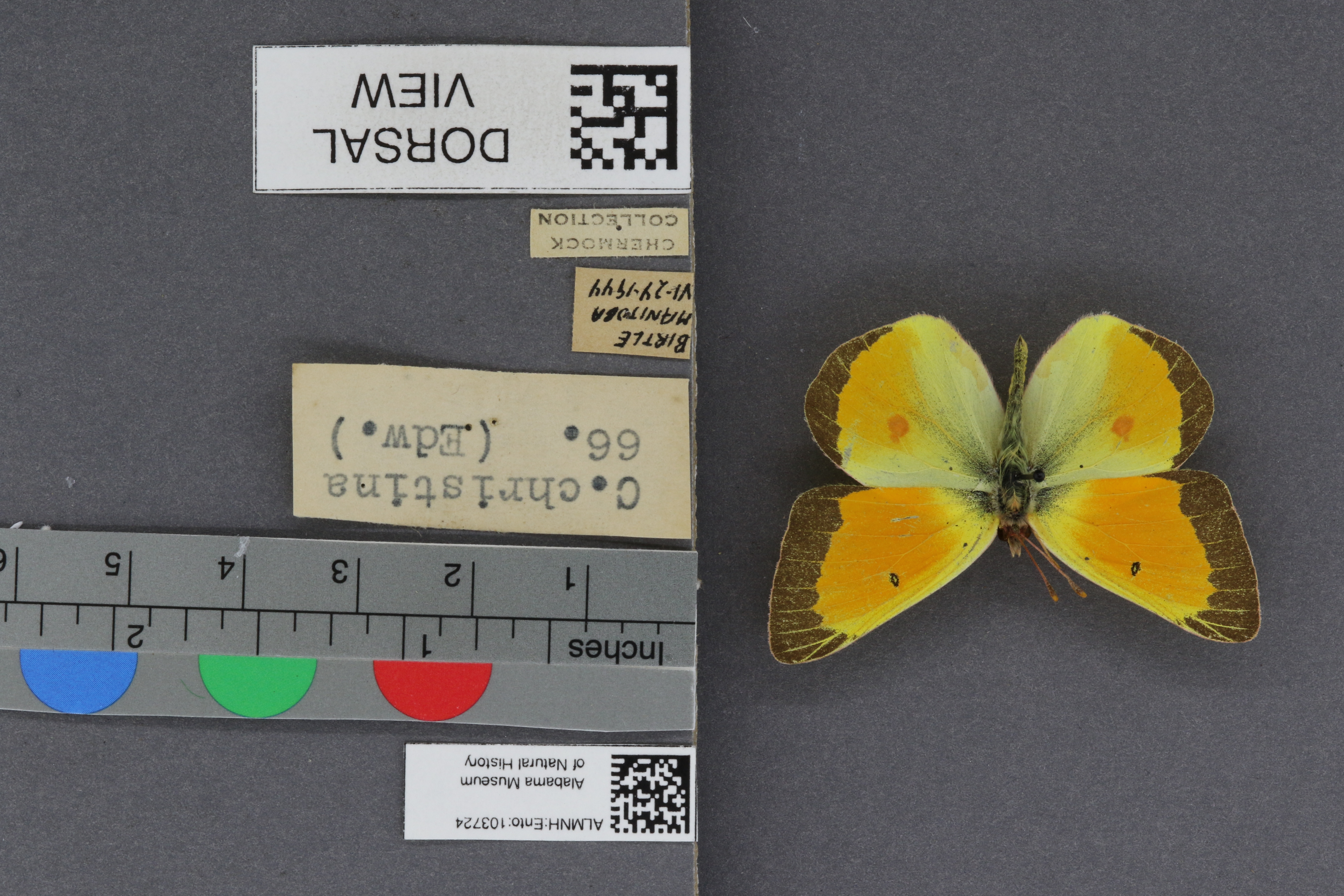 Colias christina