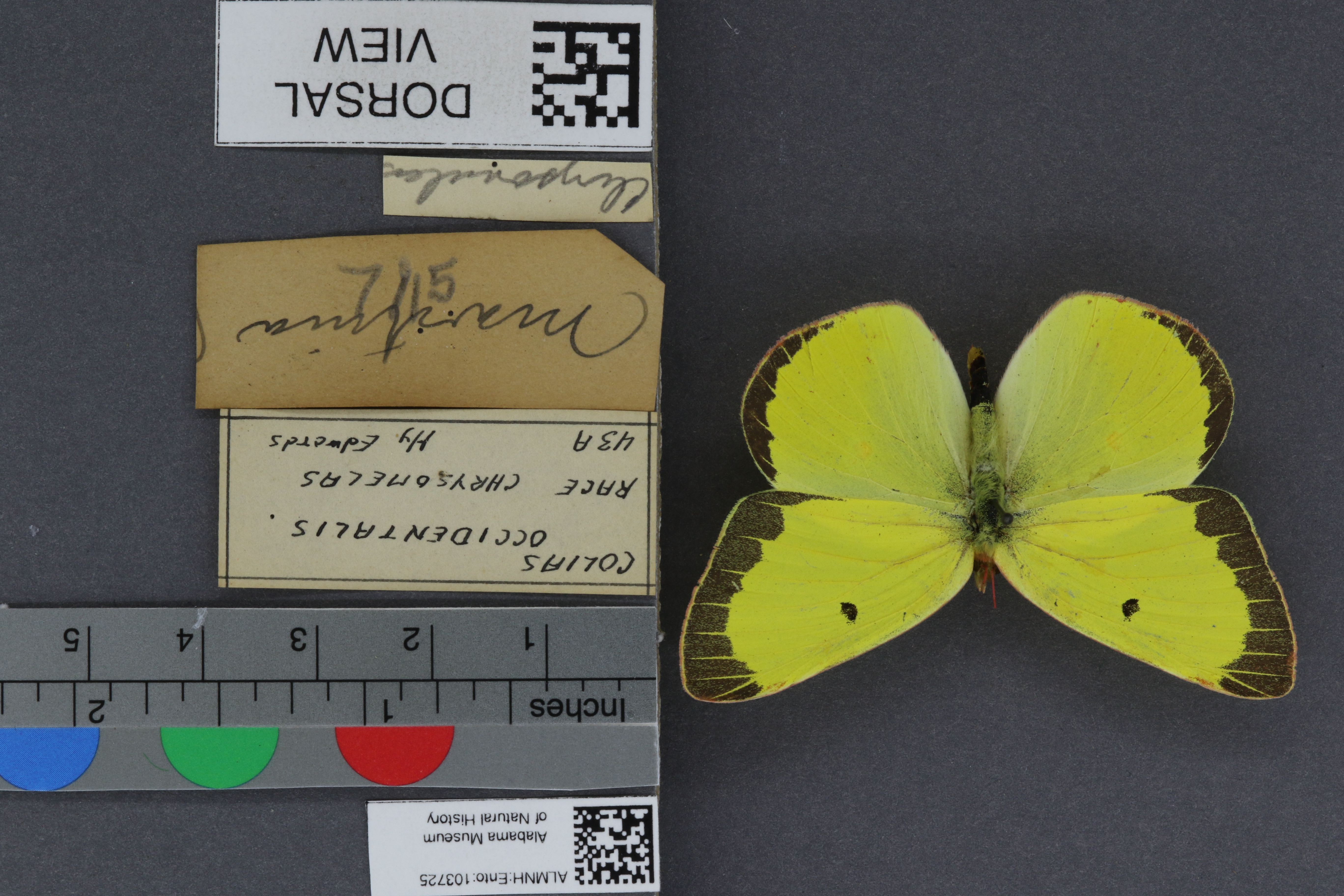 Colias occidentalis