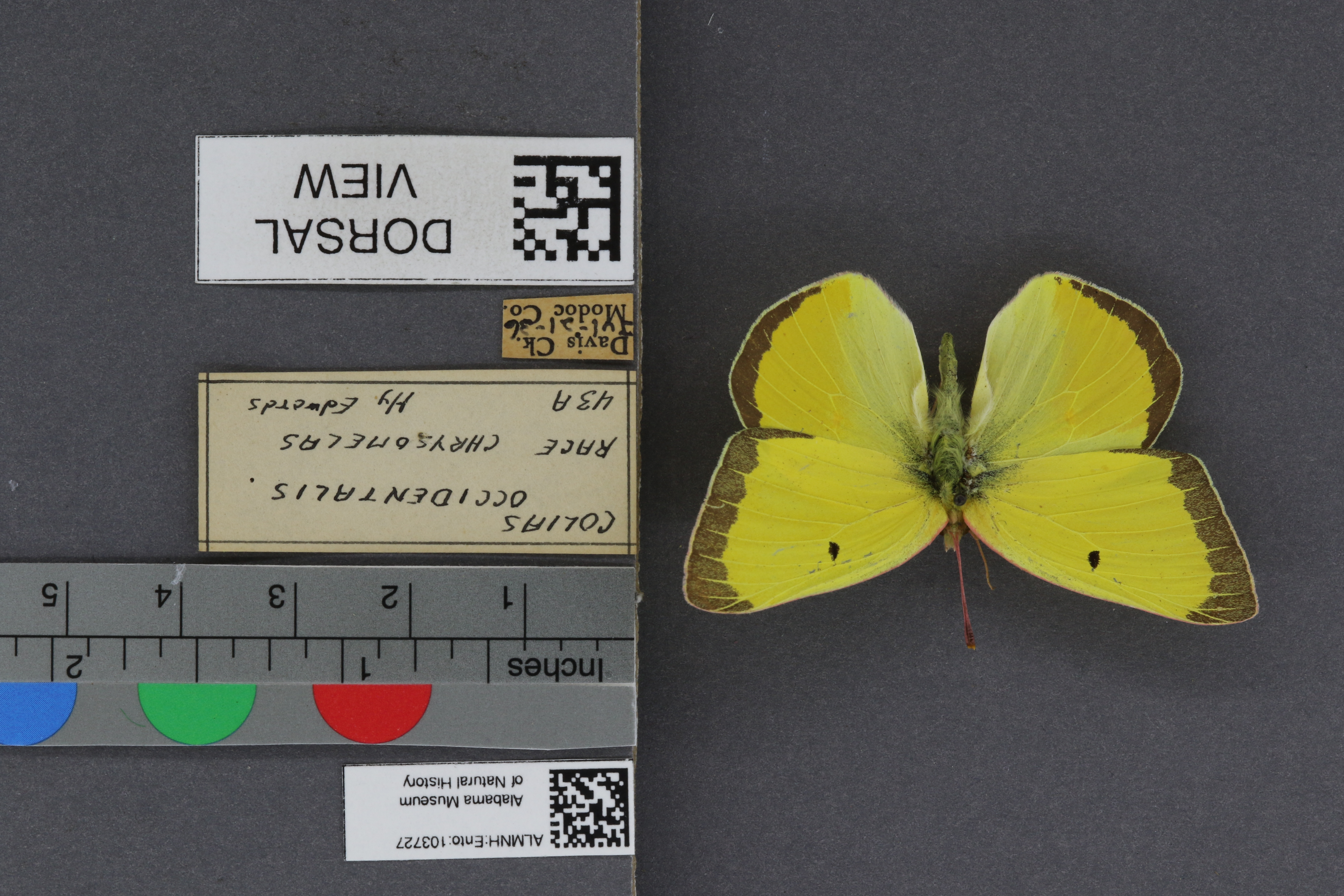 Colias occidentalis
