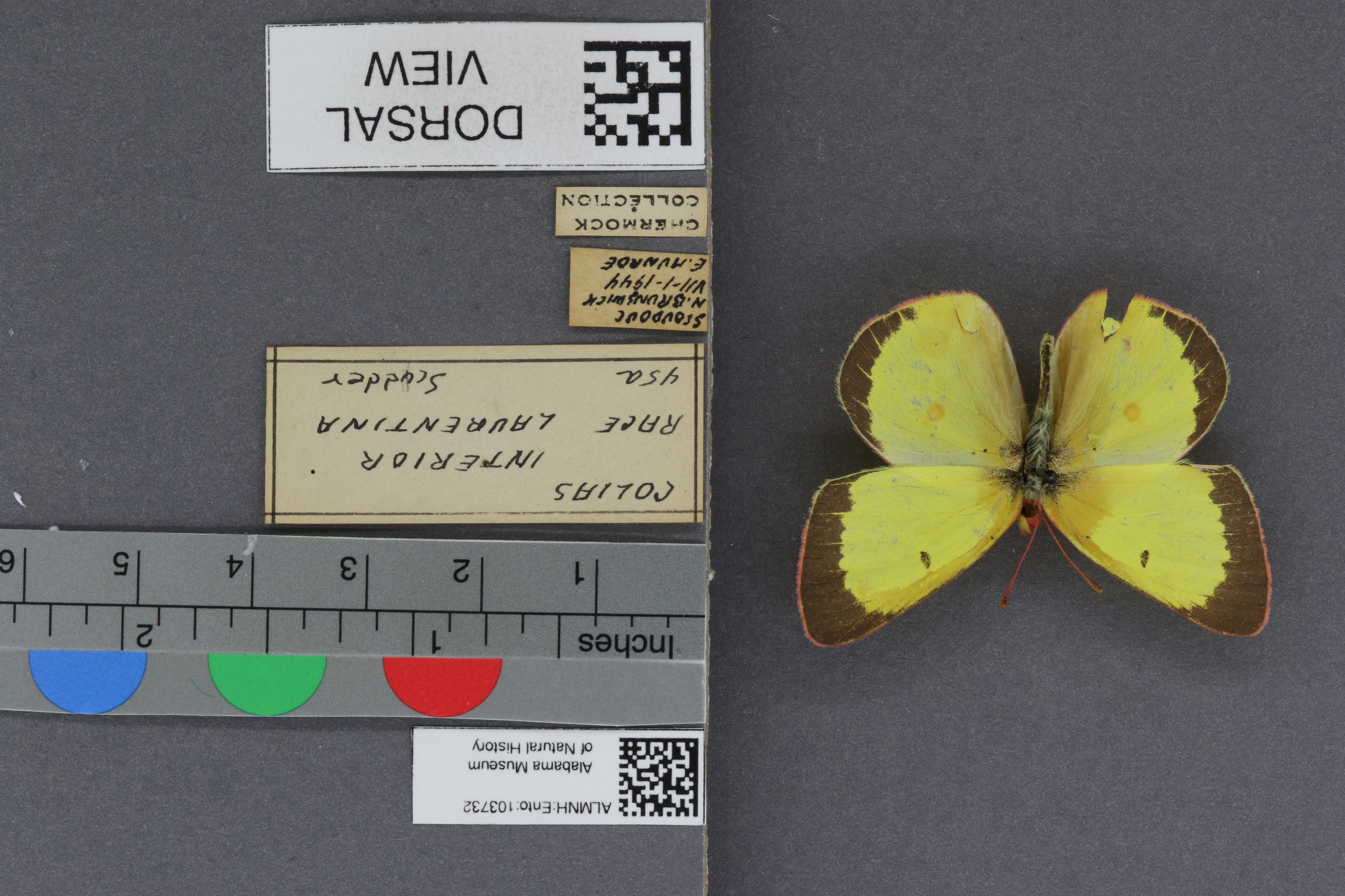 Specimen media