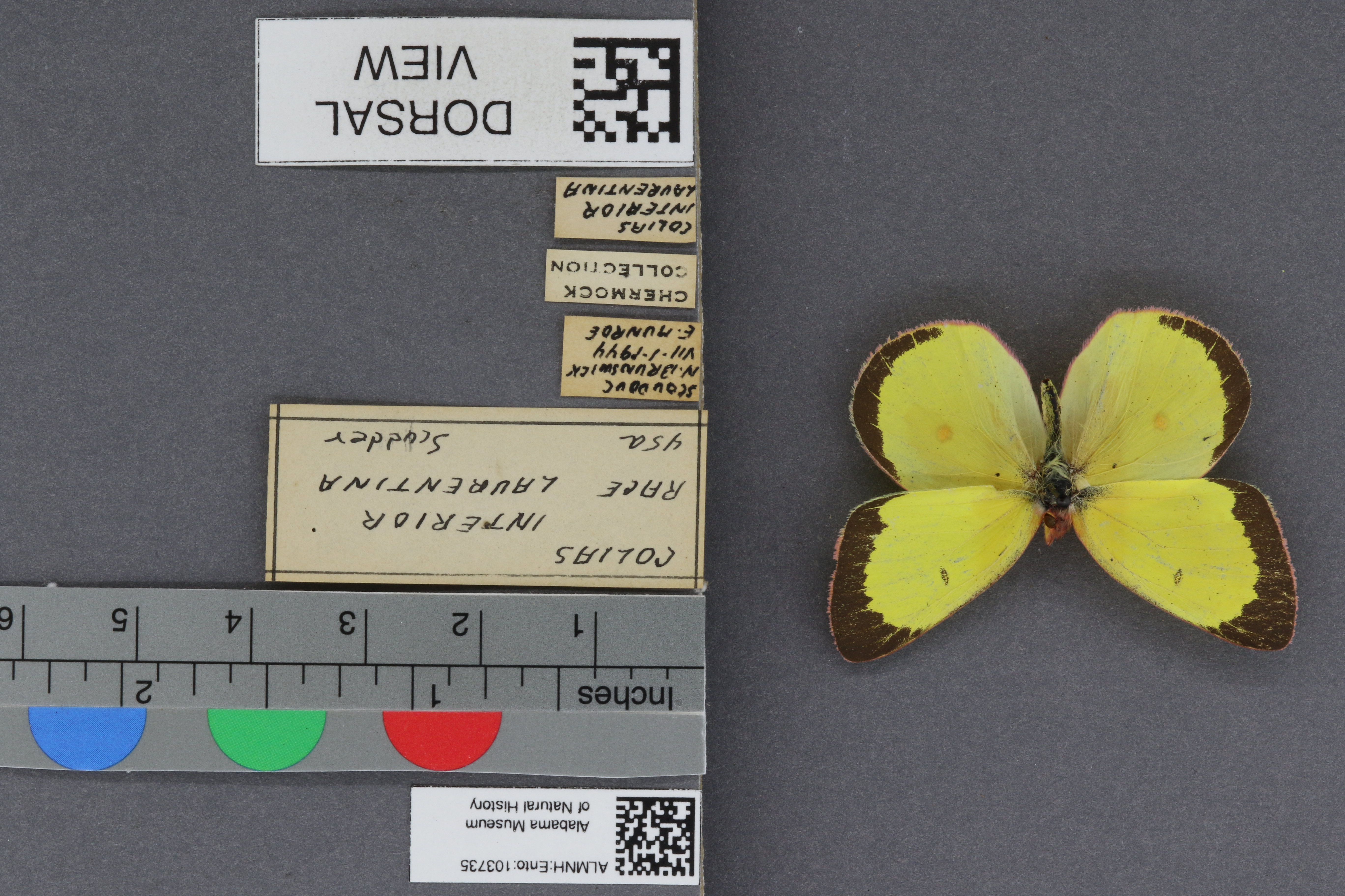 Specimen media