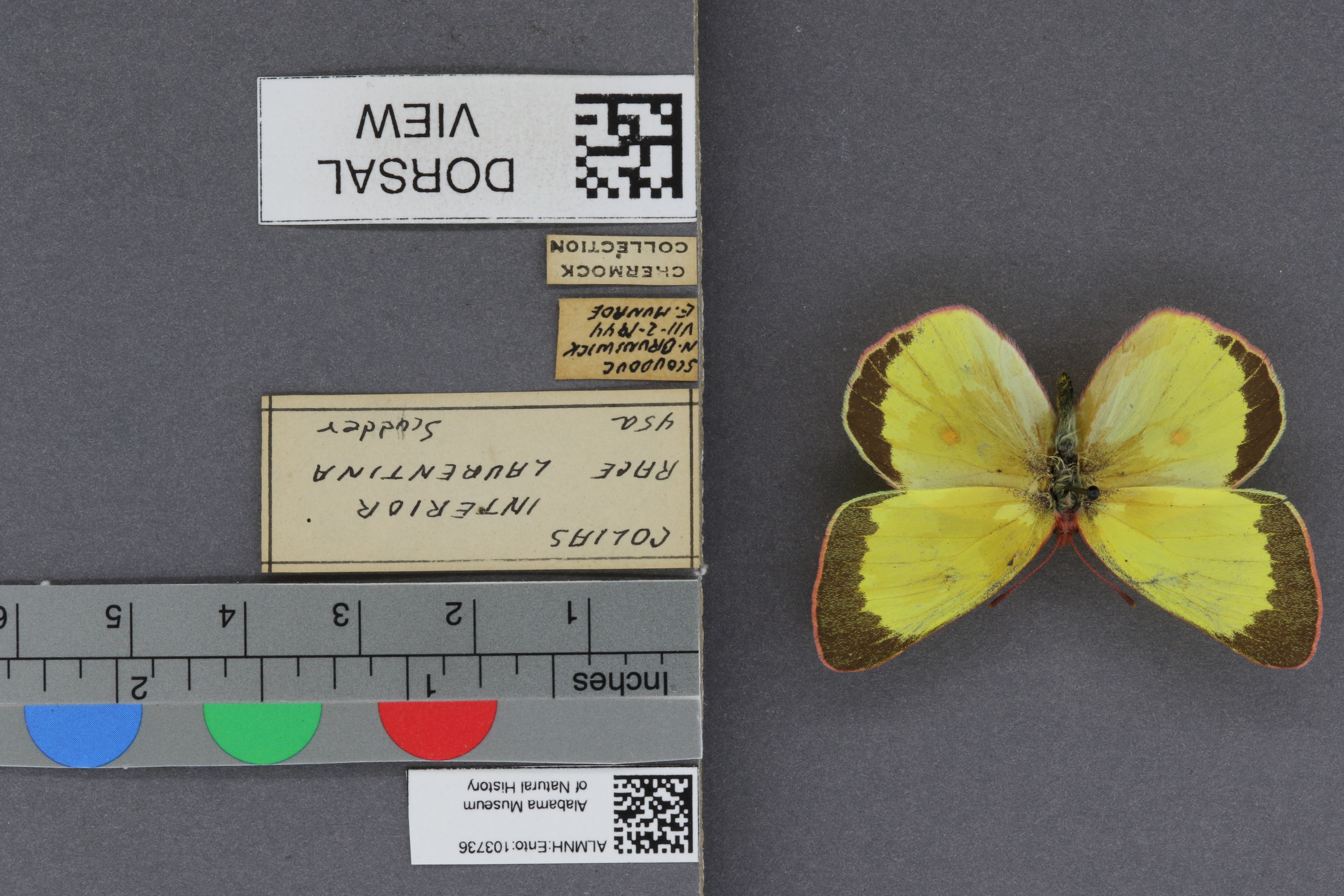 Specimen media
