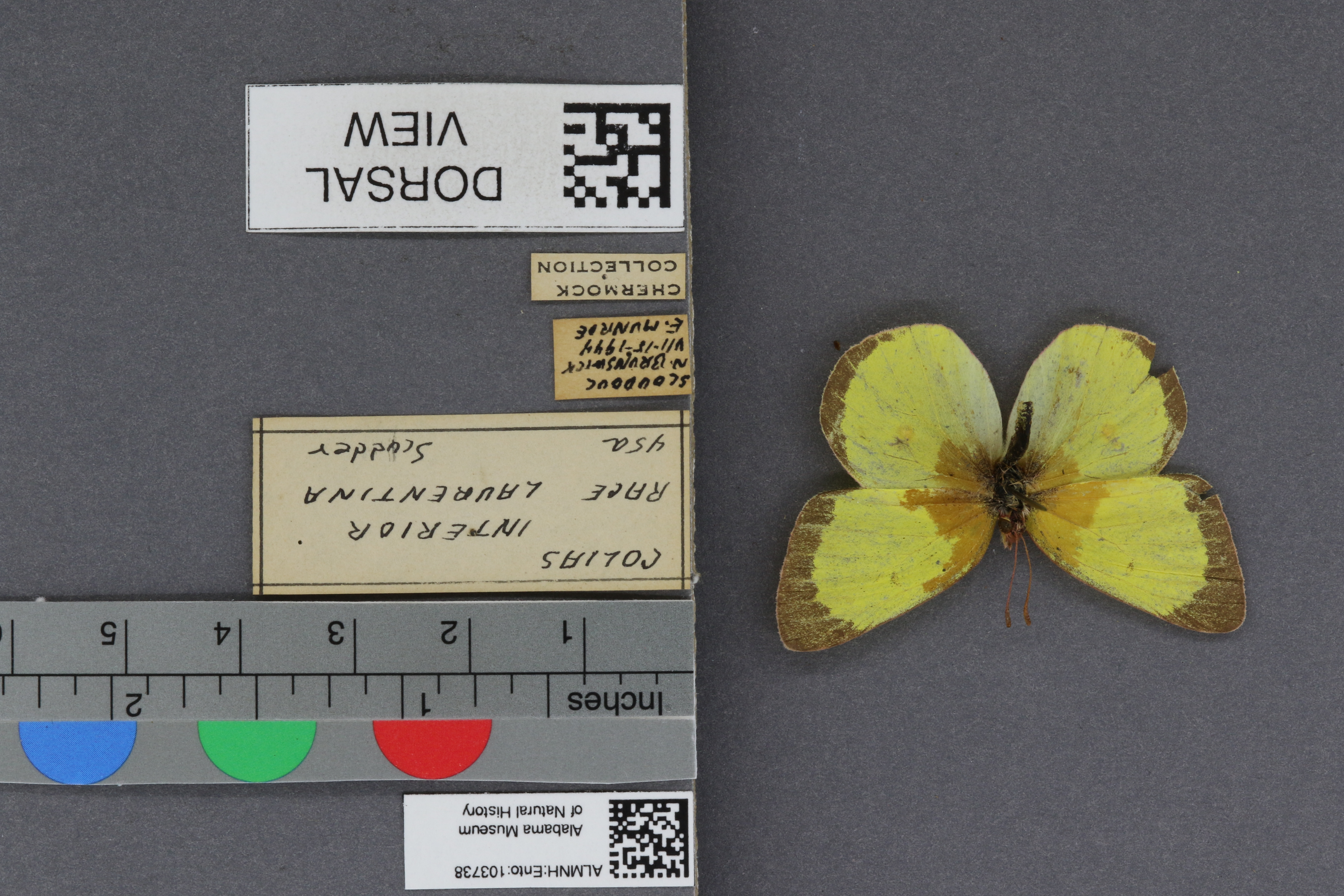 Specimen media