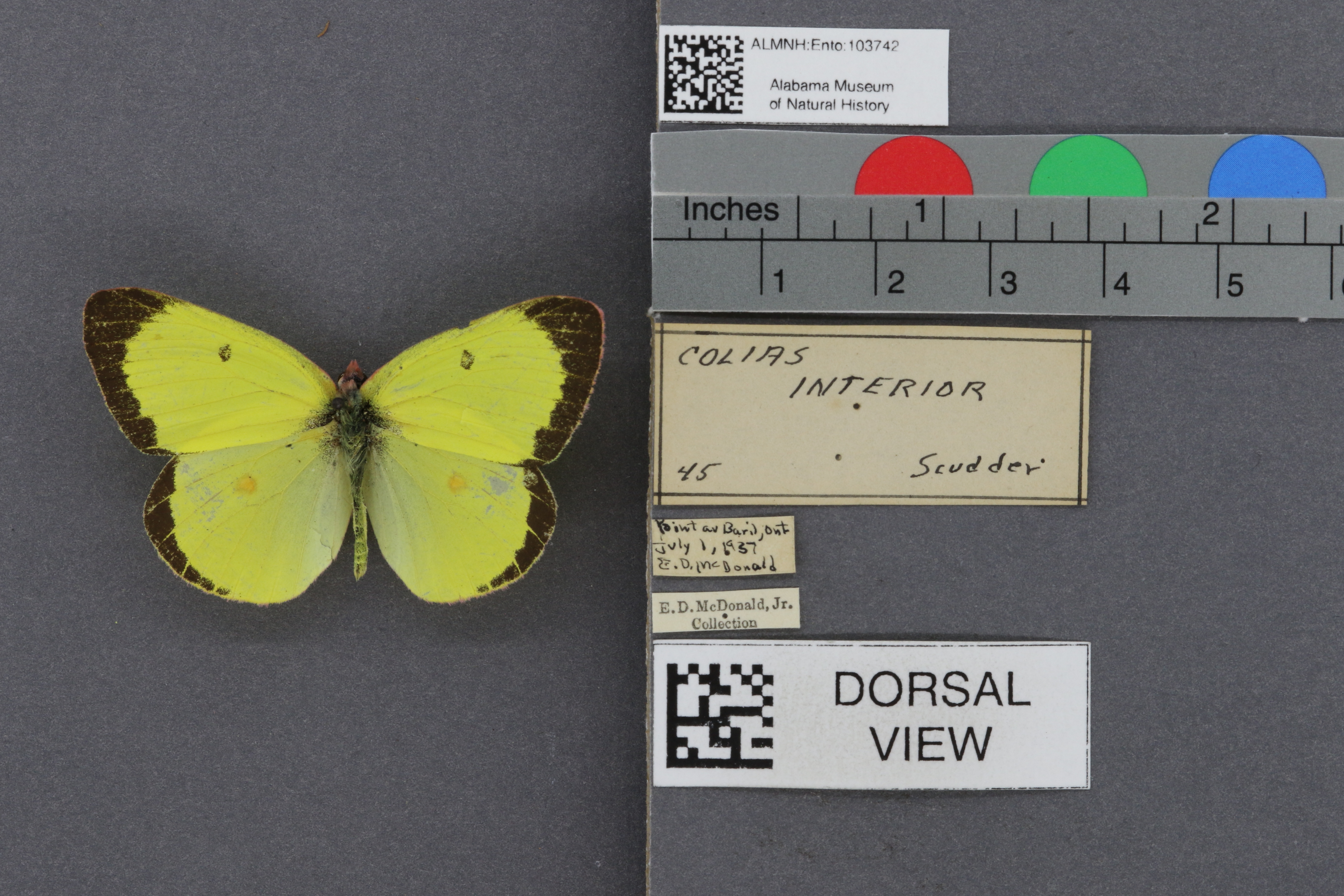 Colias interior