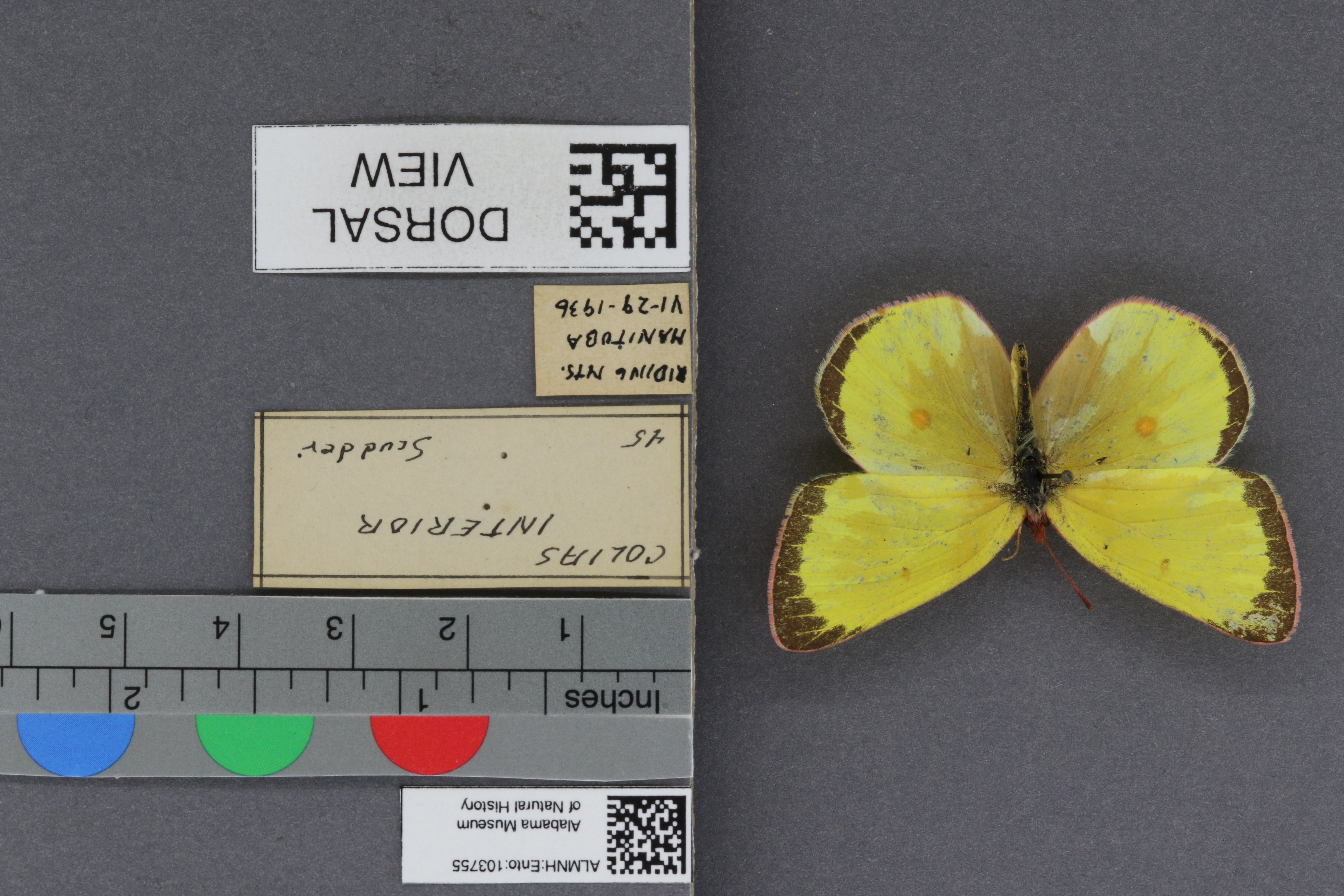 Specimen media