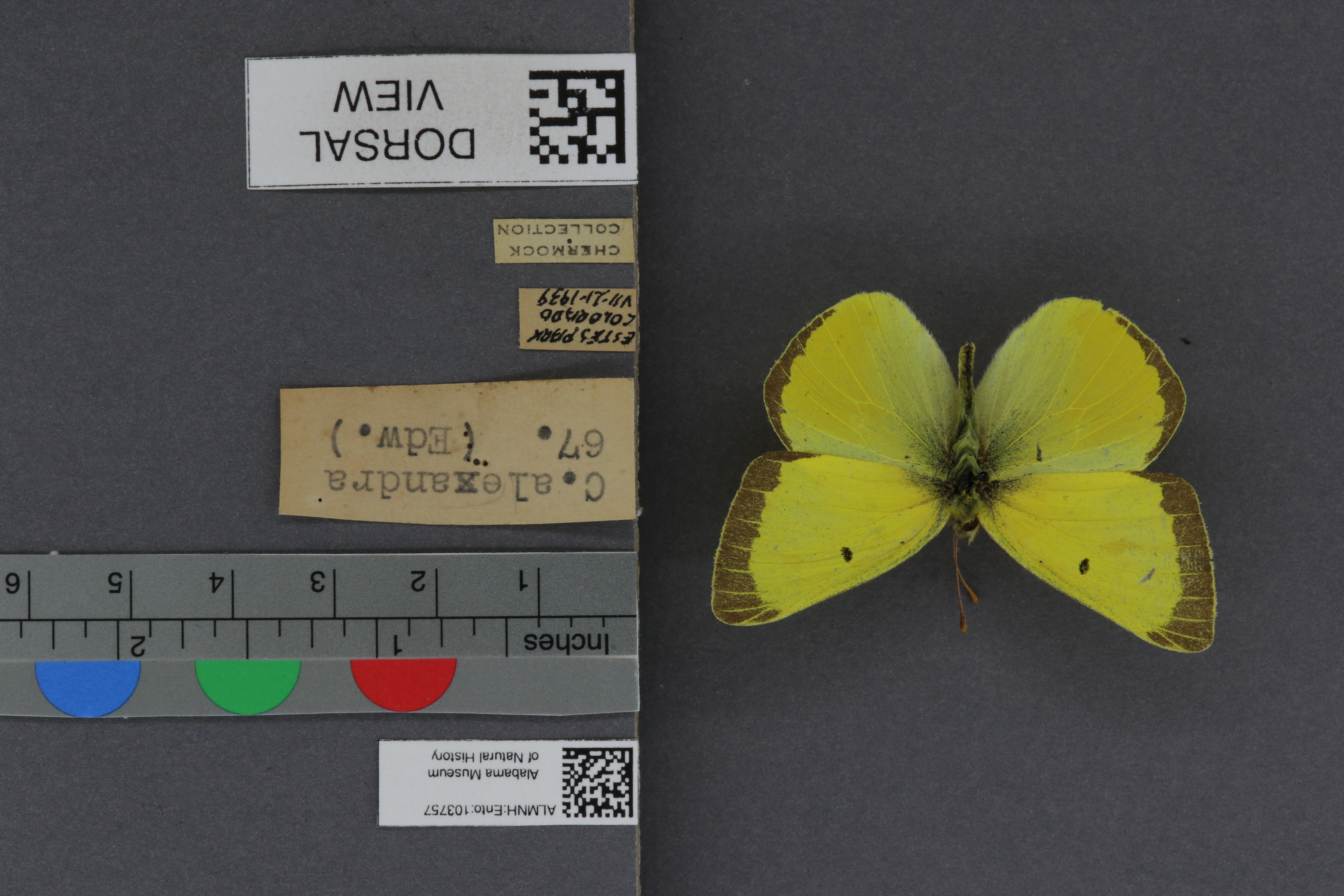 Specimen media