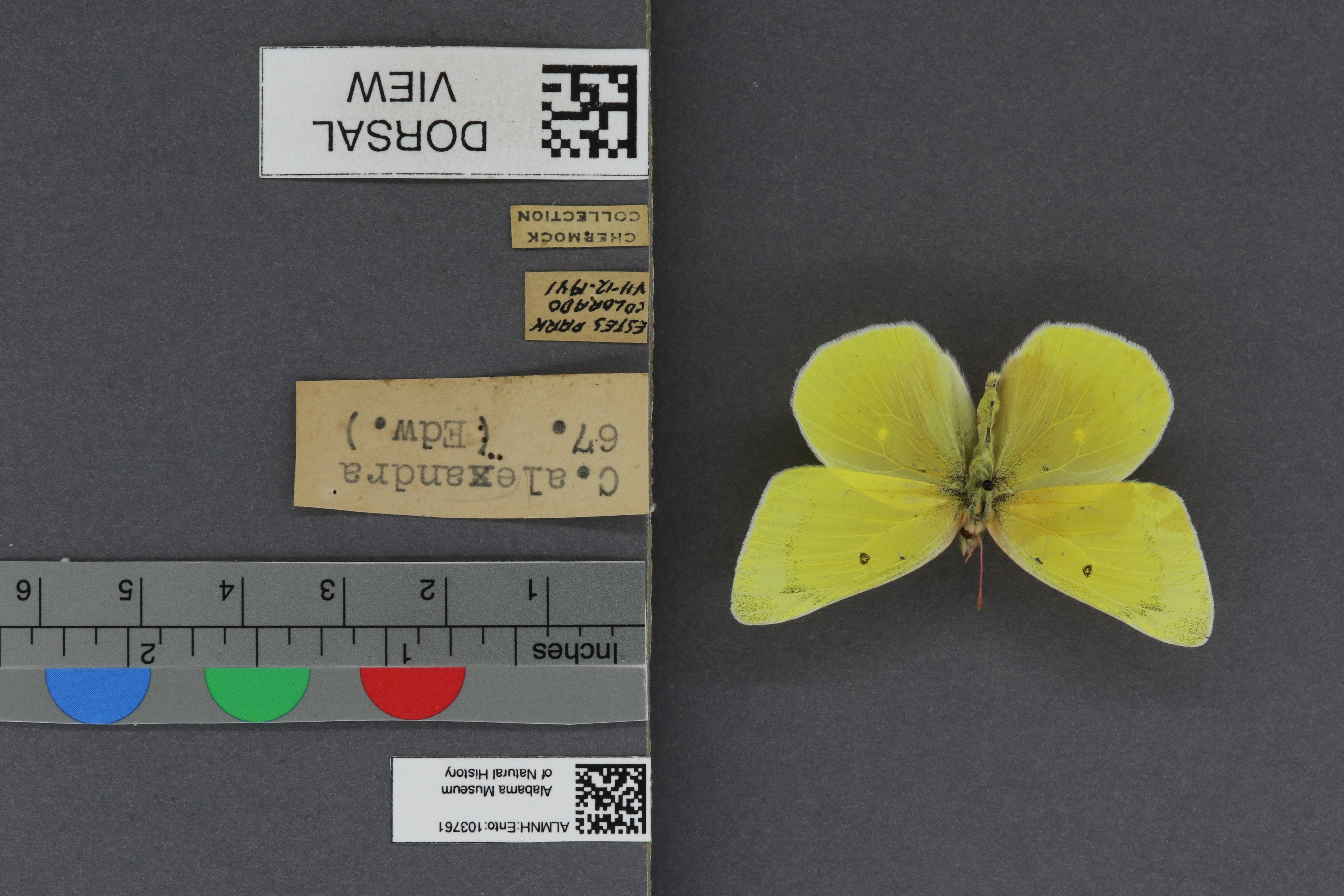 Specimen media