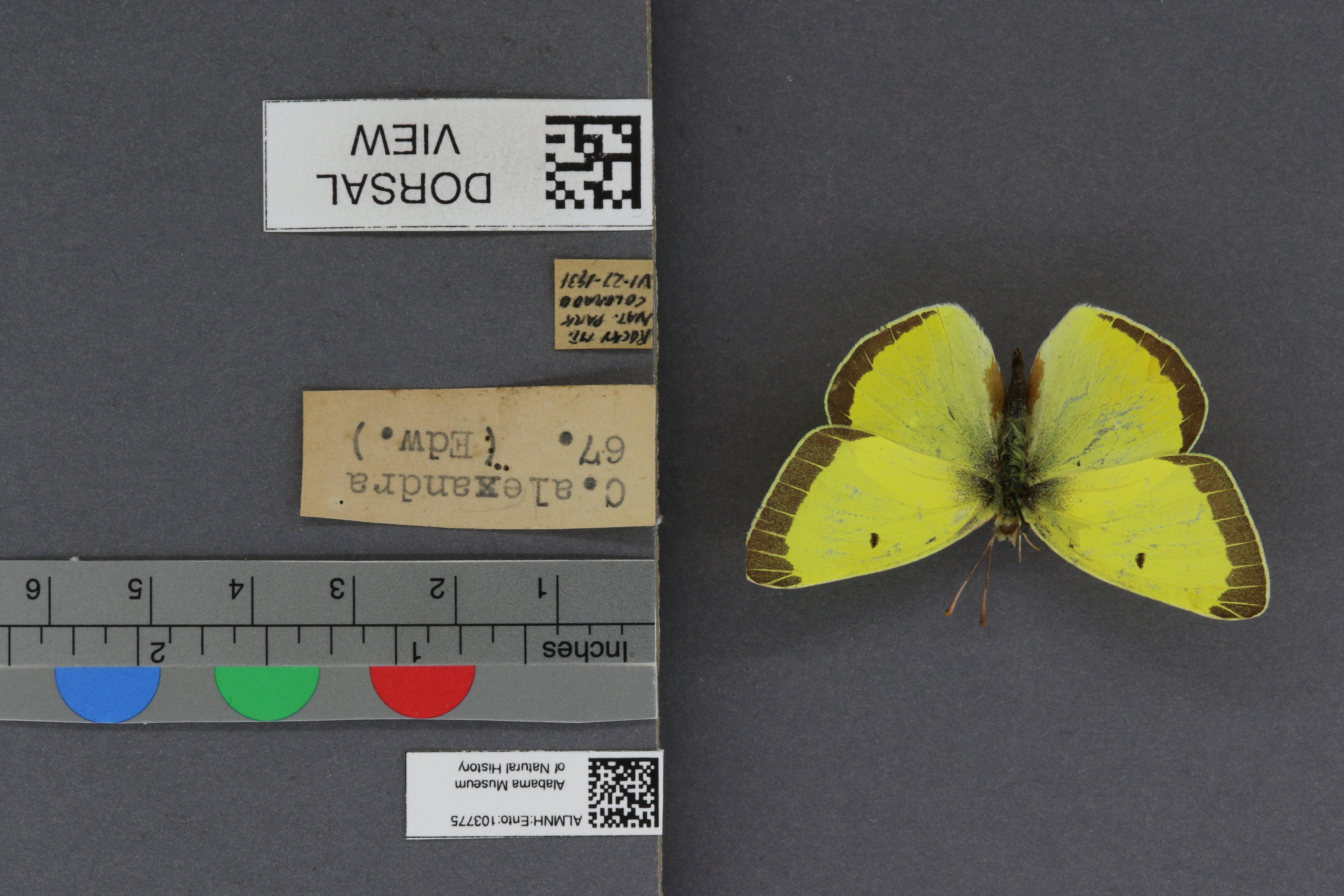 Colias alexandra