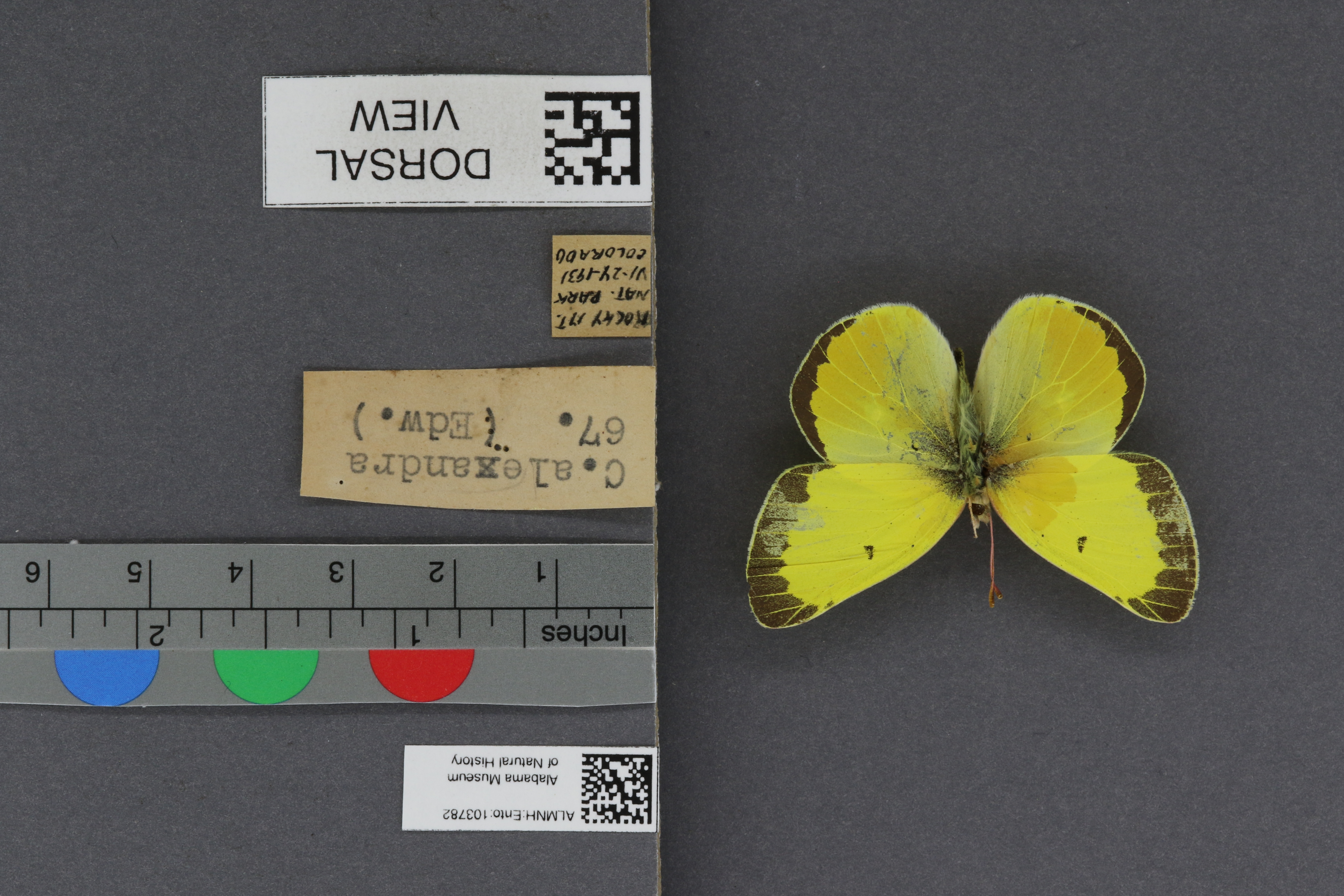 Specimen media