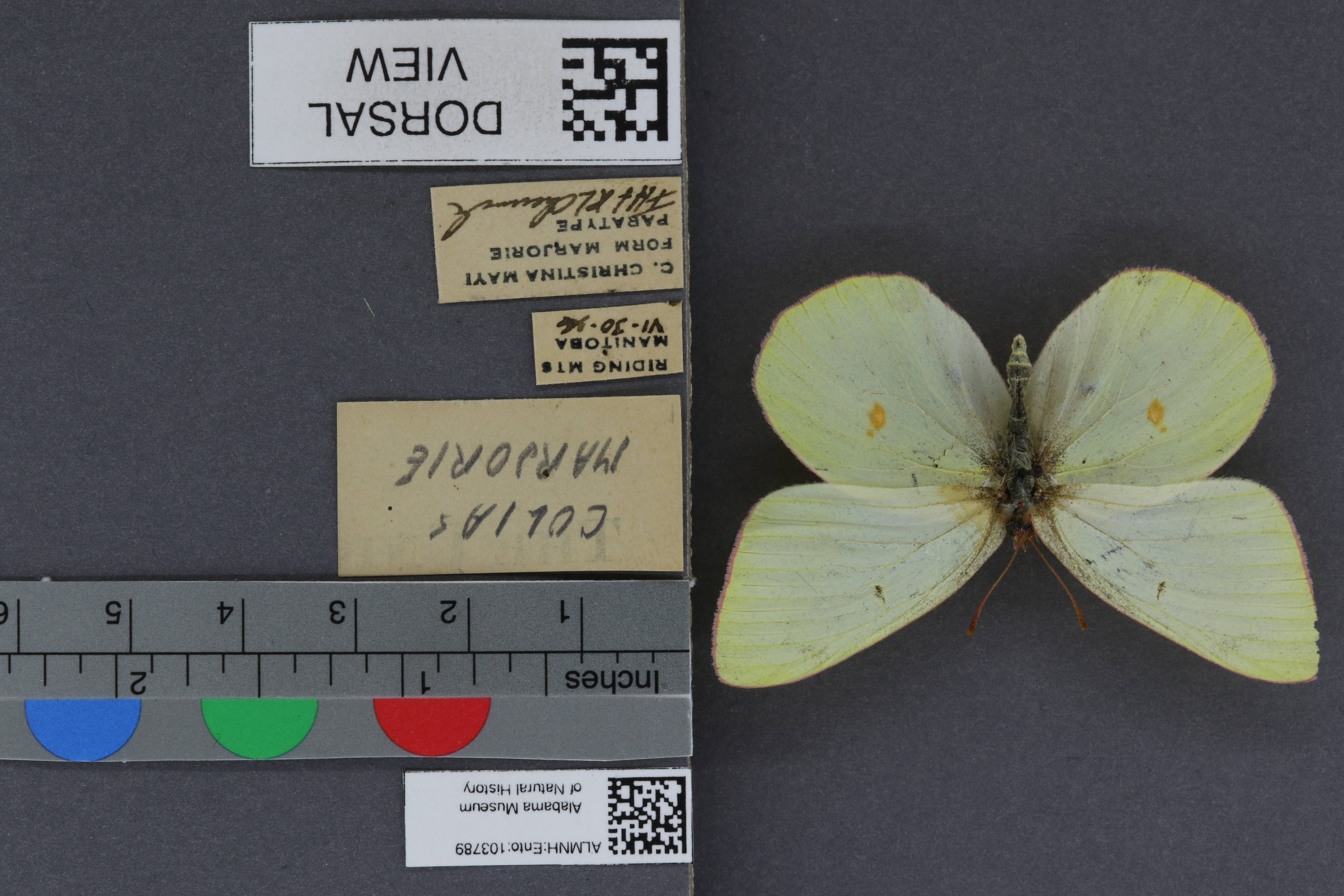 Colias christina mayi