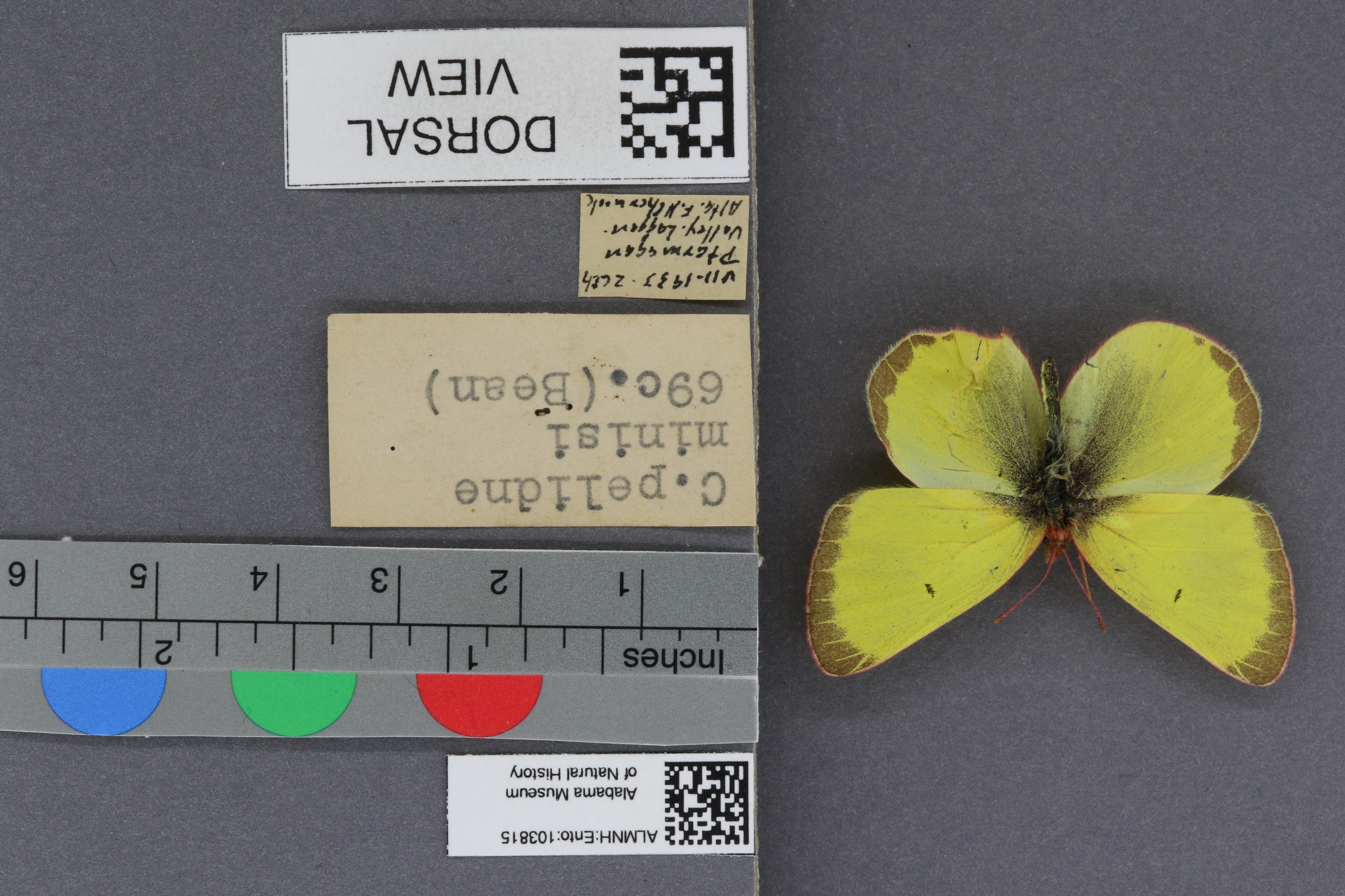 Specimen media