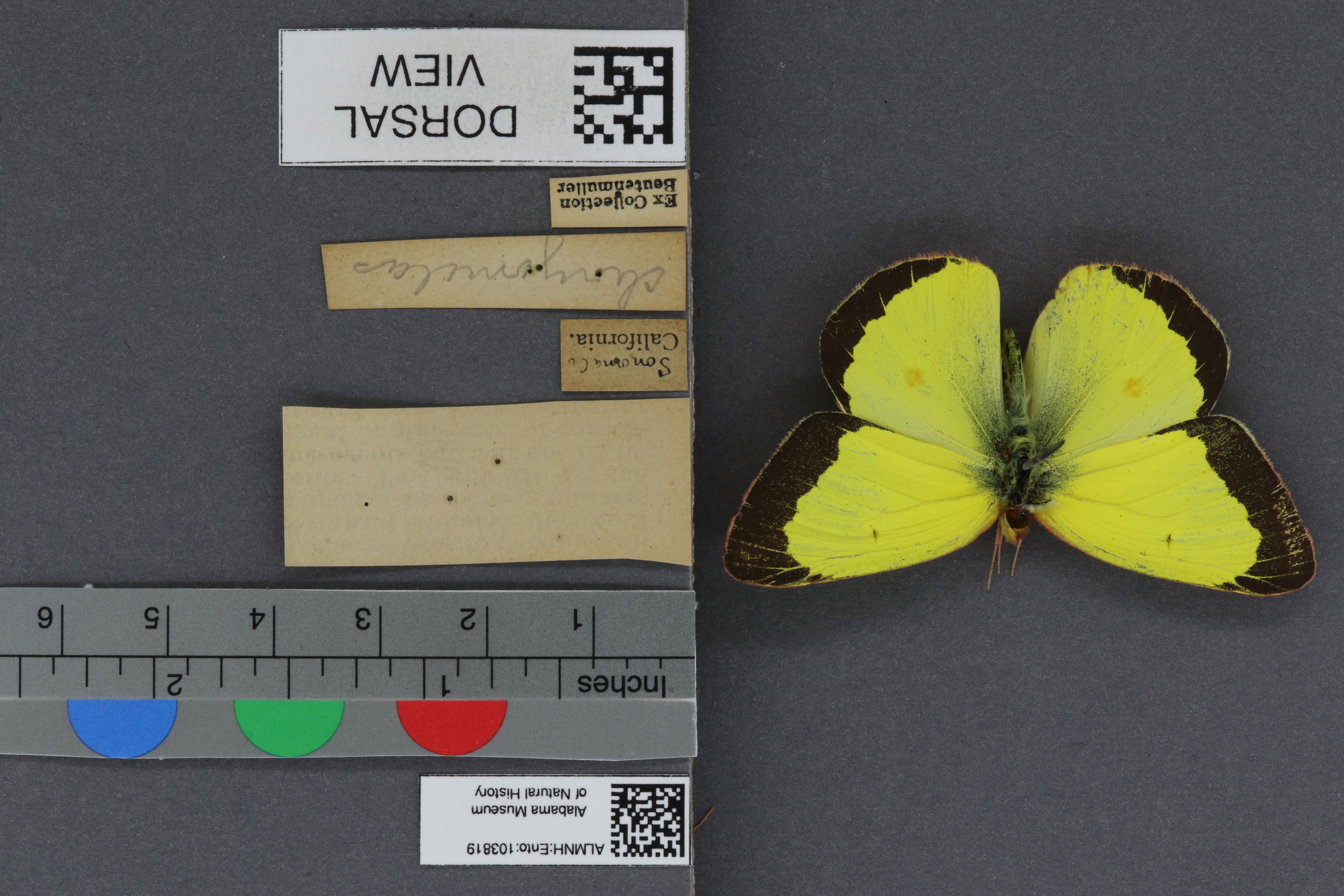 Specimen media