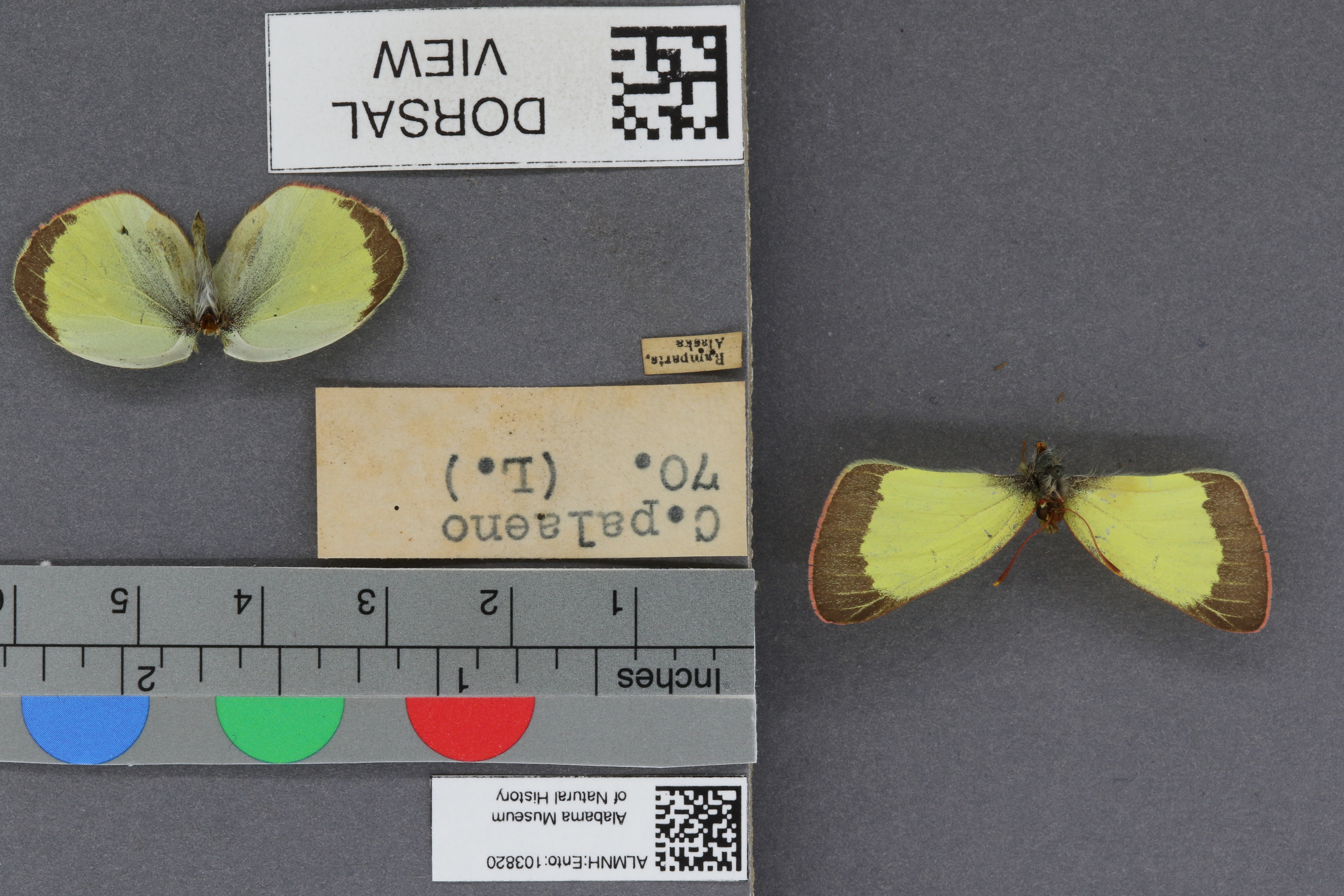 Colias palaeno