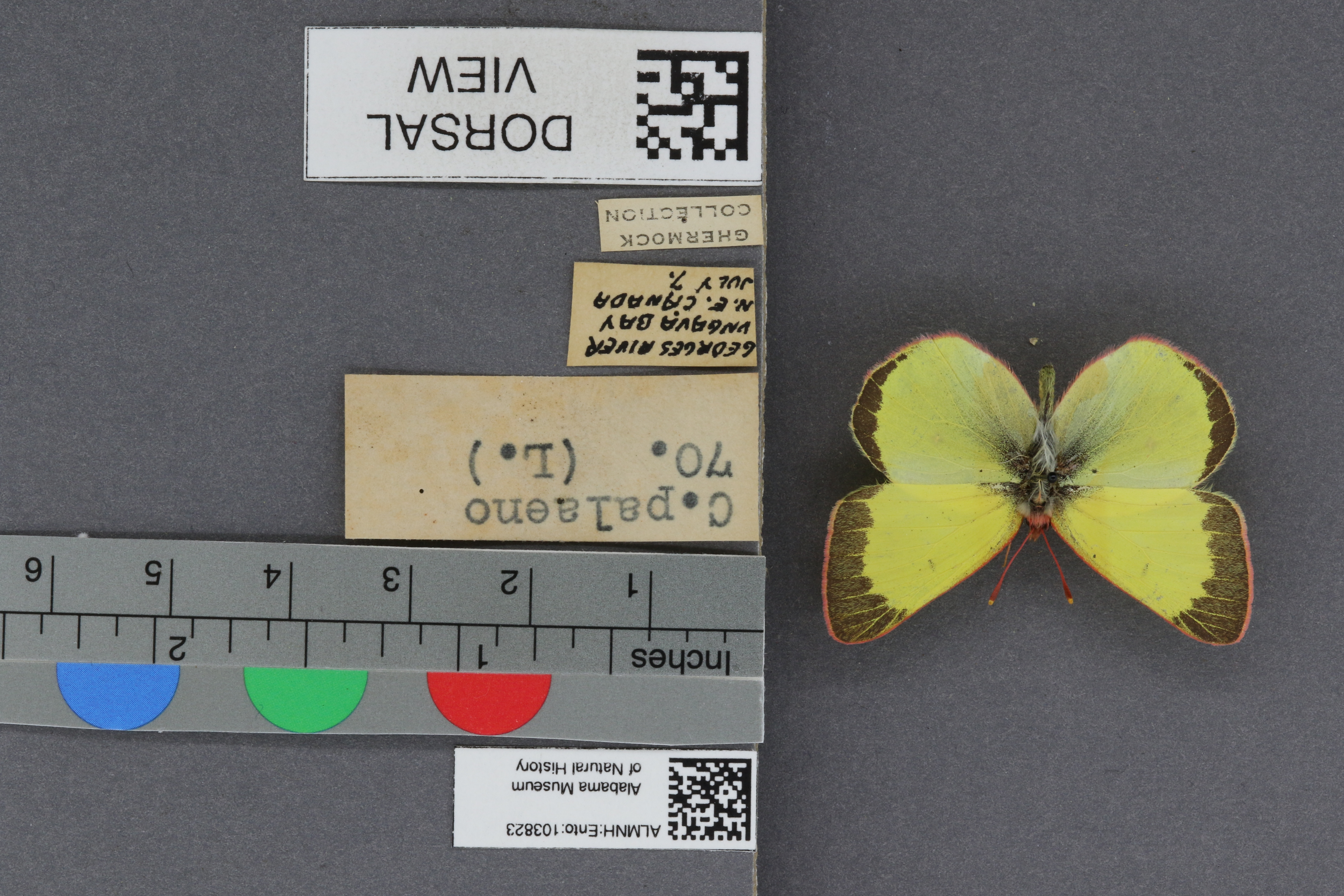 Specimen media