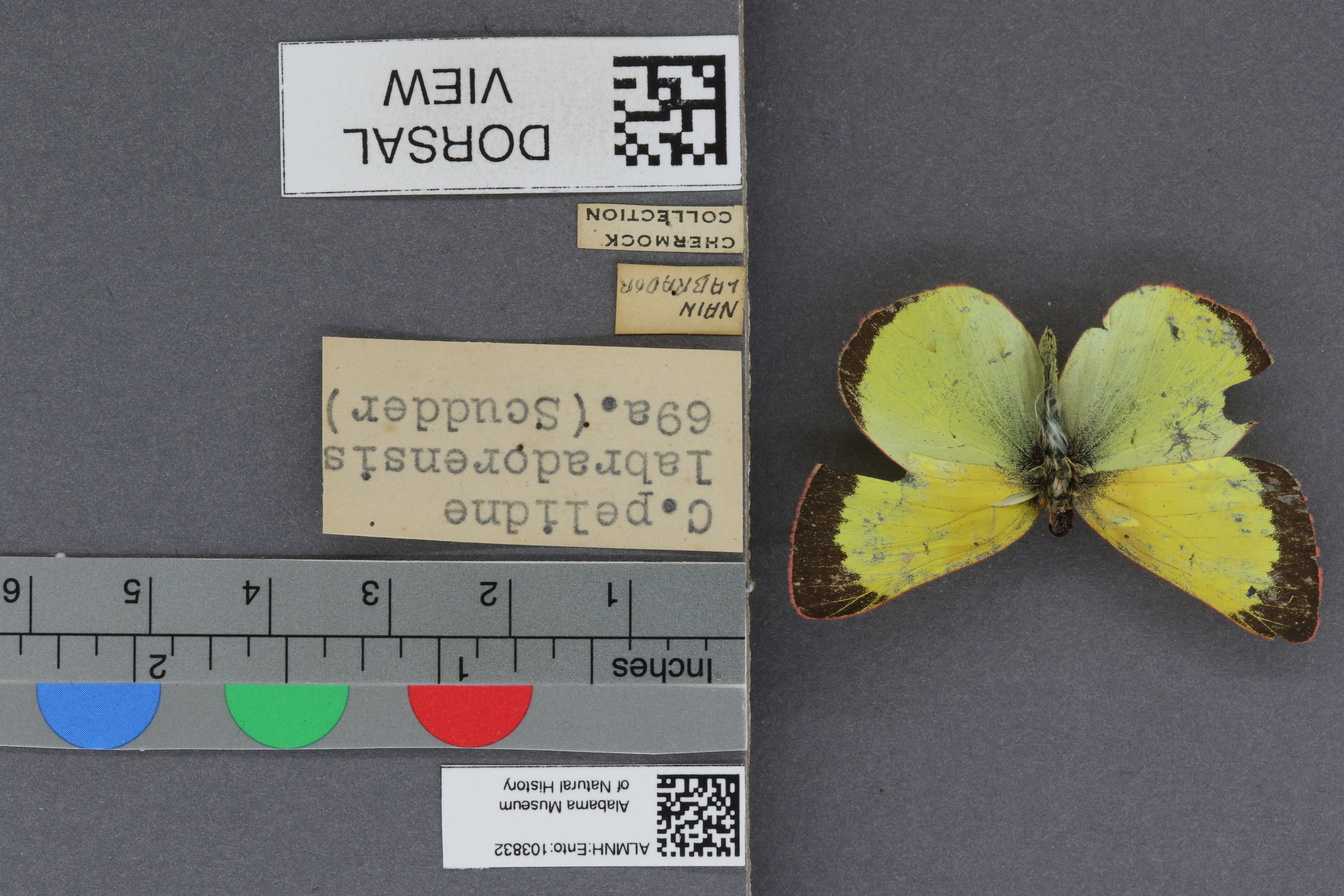 Specimen media