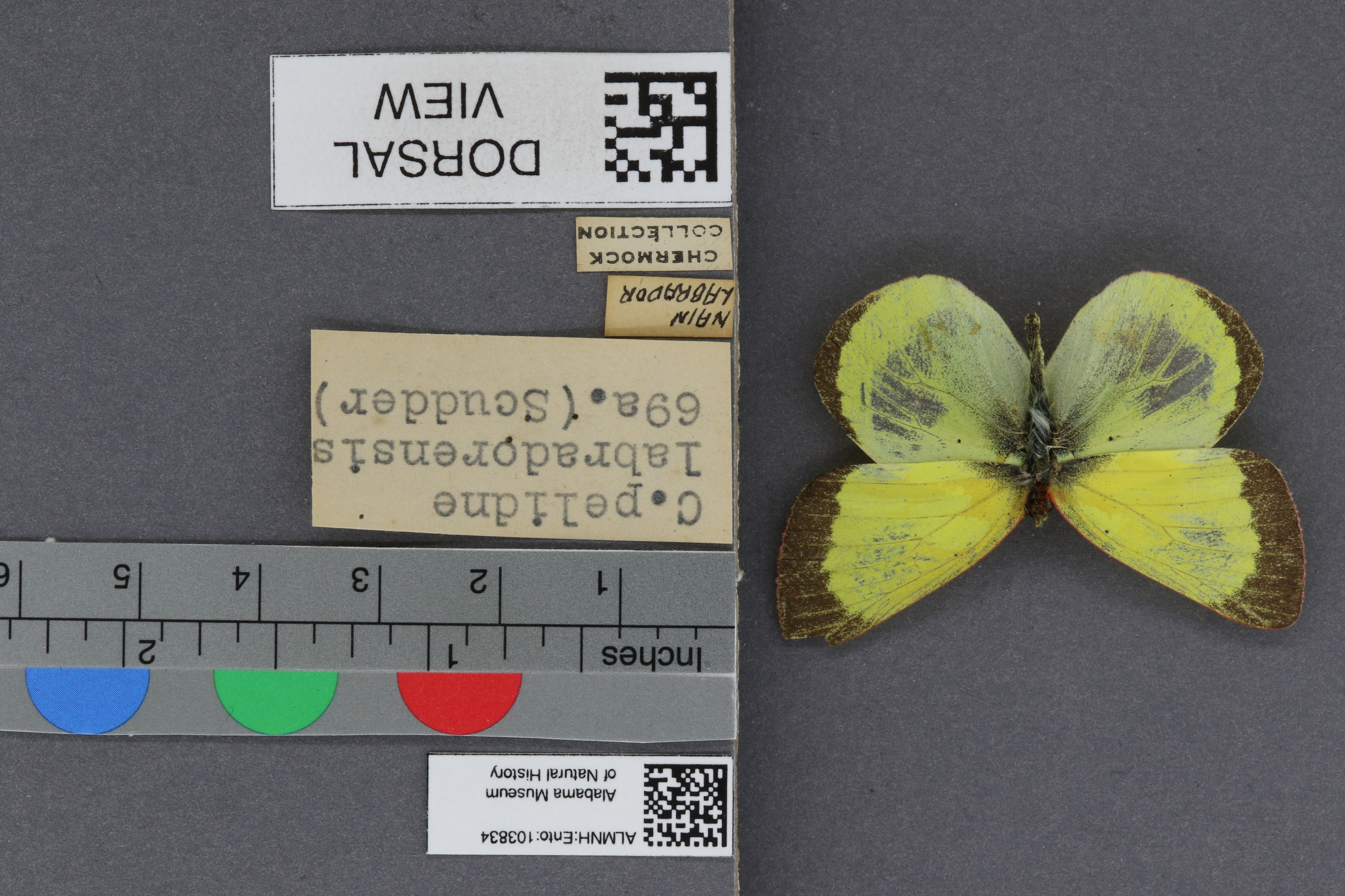 Specimen media